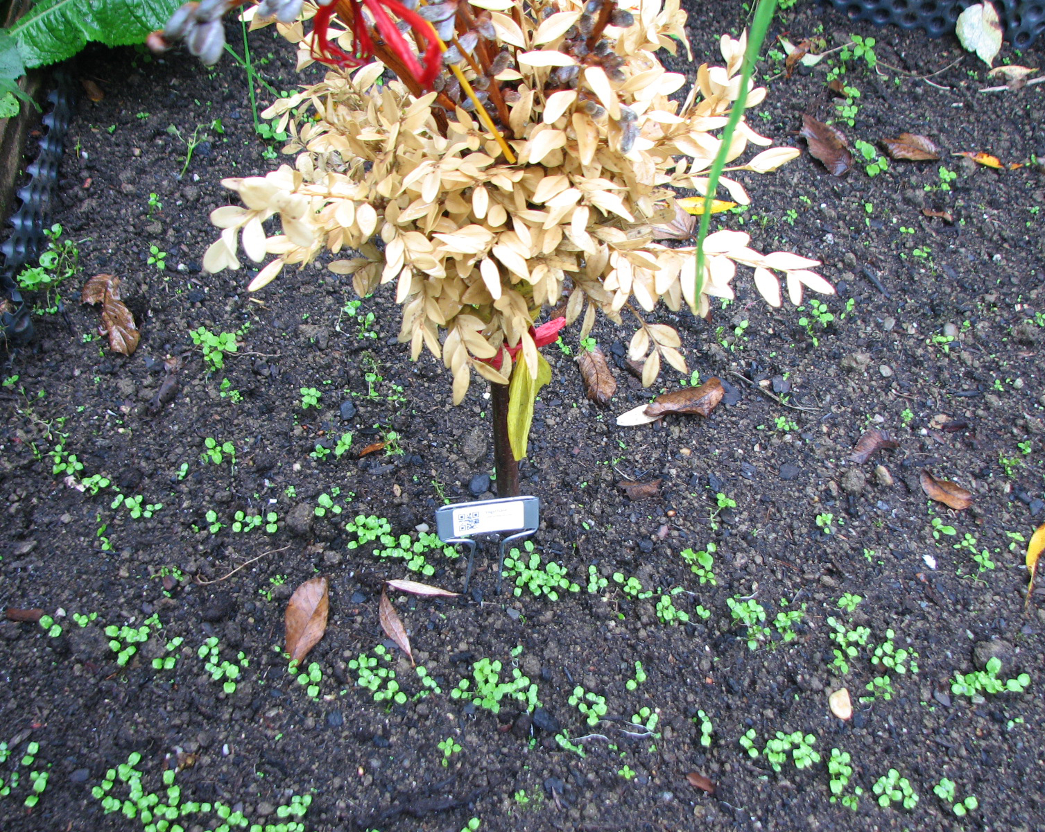 Feldsalat