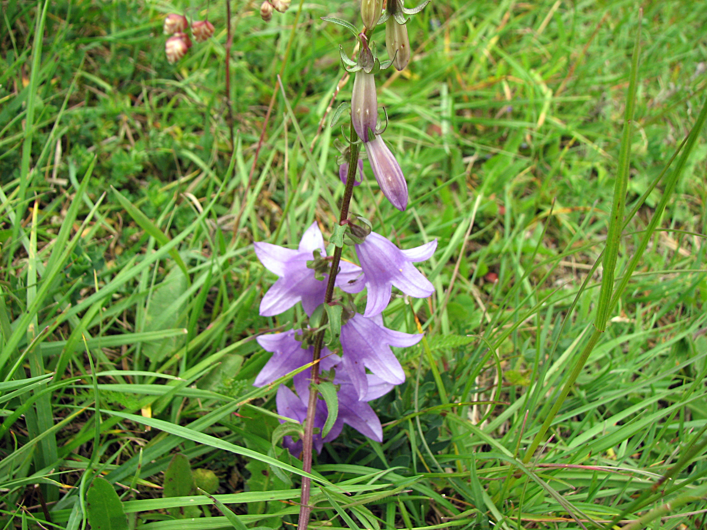 Ackerglockenblume