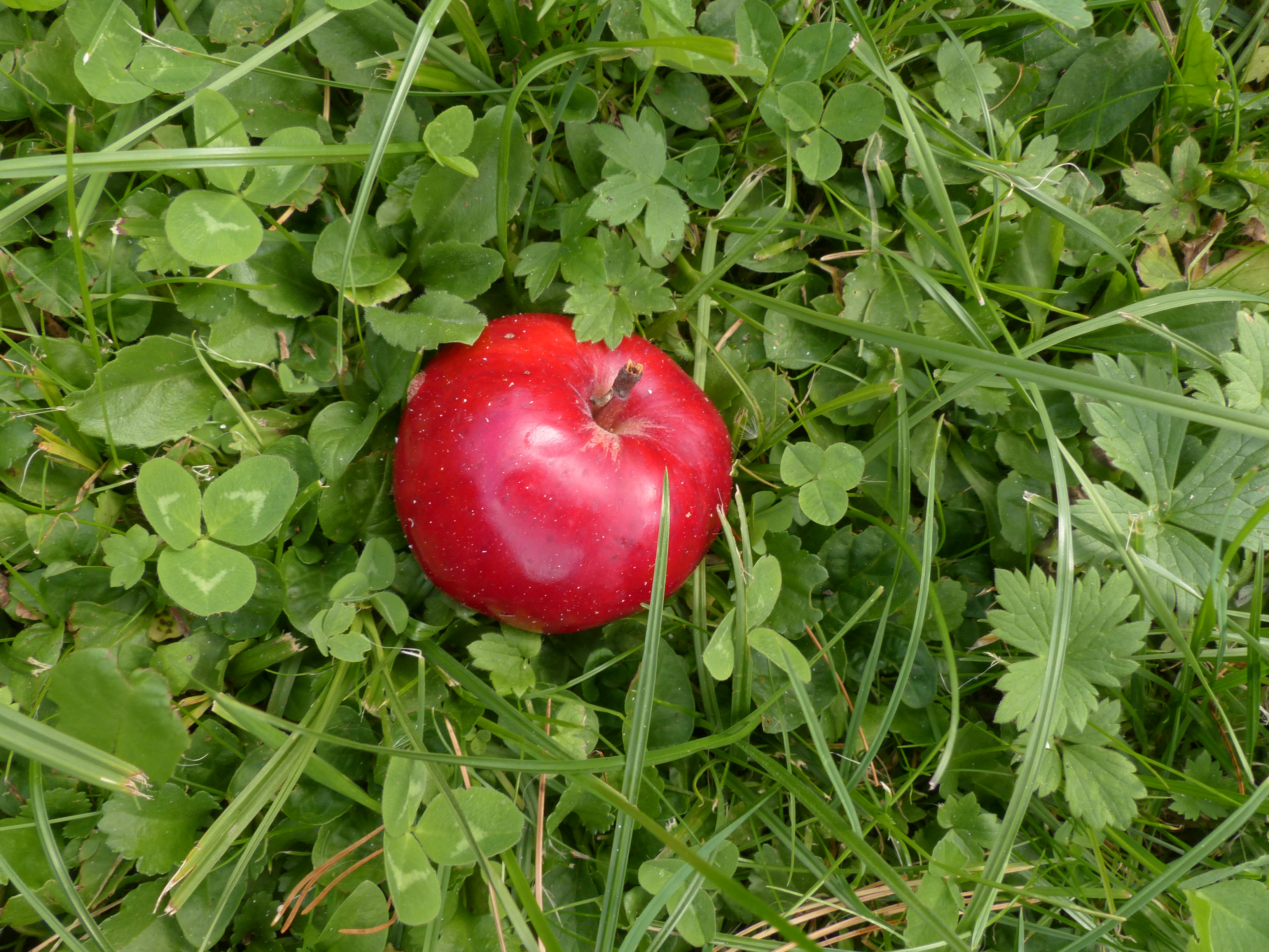 Apfel