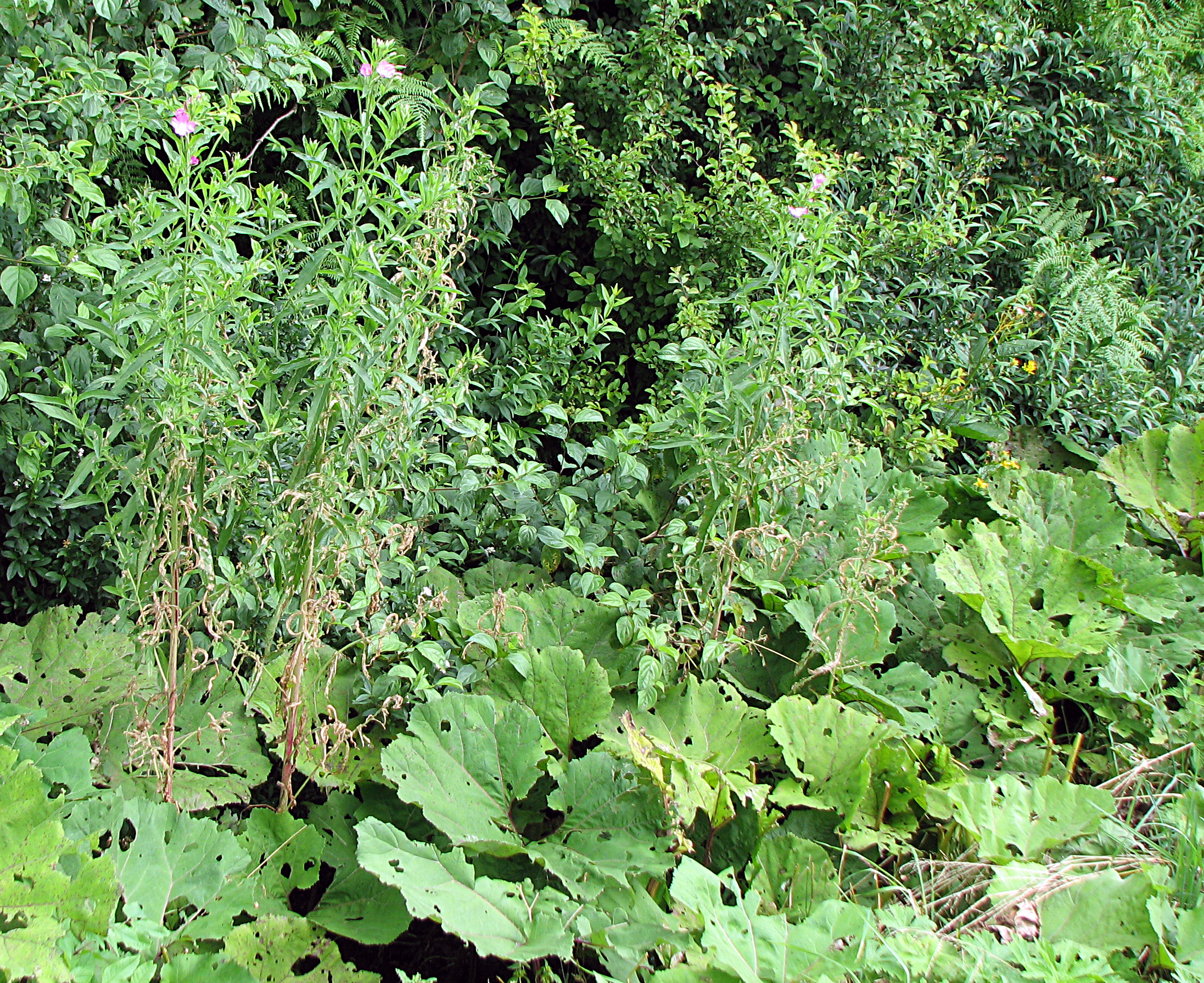 Zottiges Weidenröschen