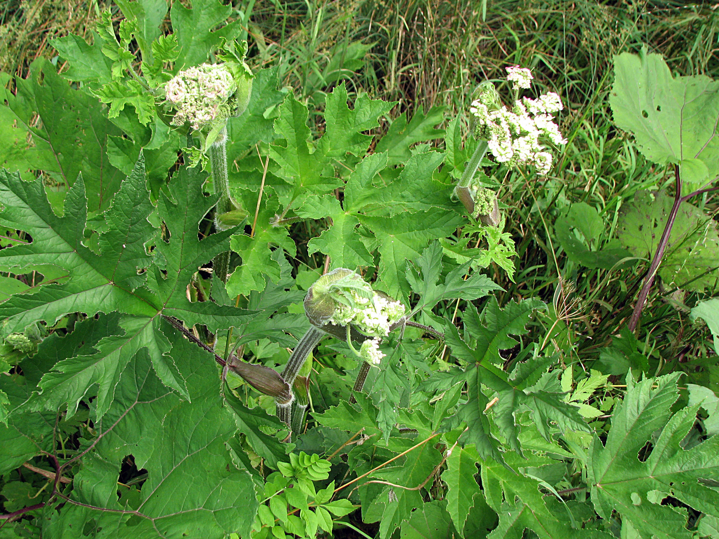 Wiesenbärenklau