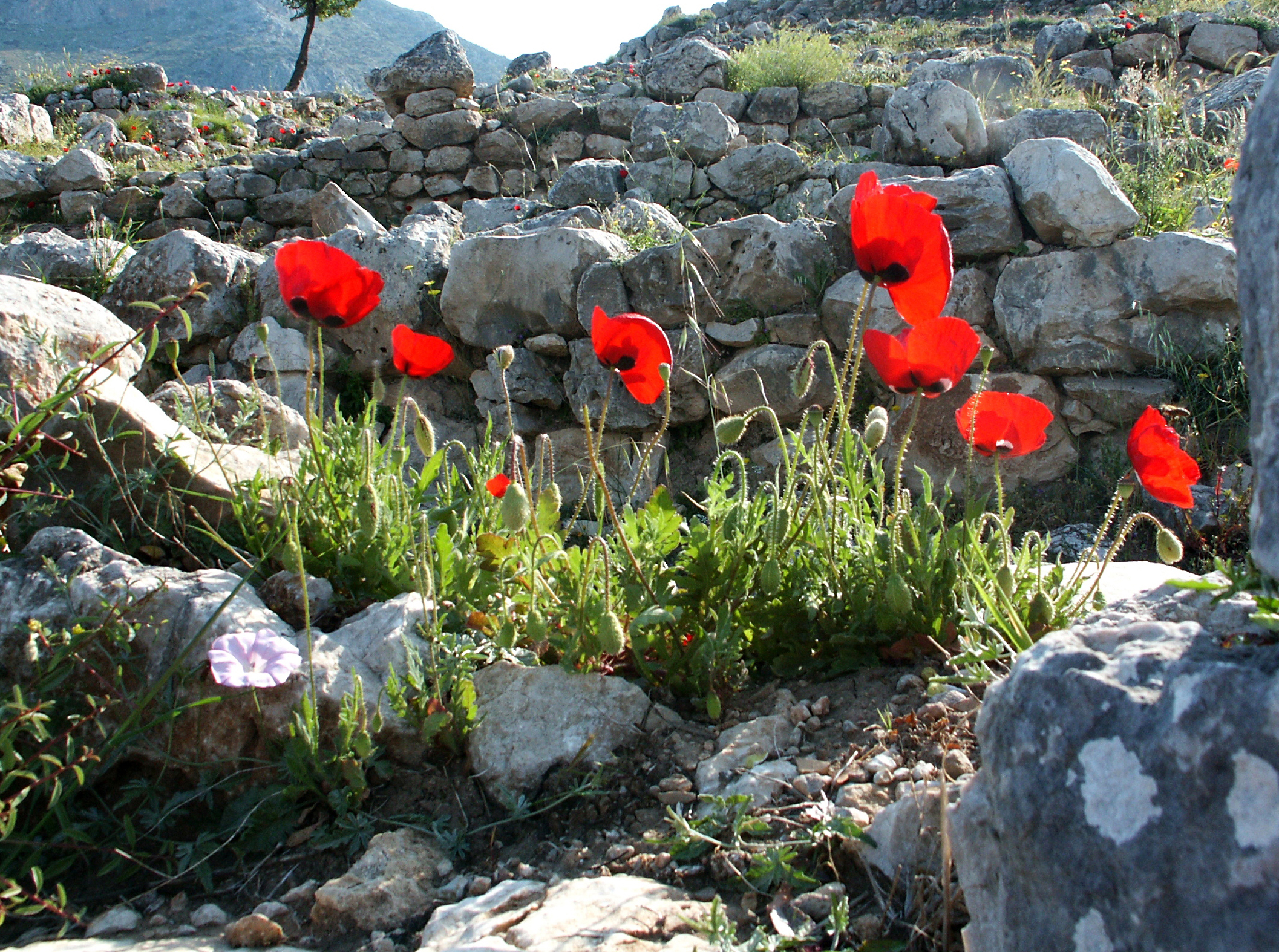 Klatschmohn