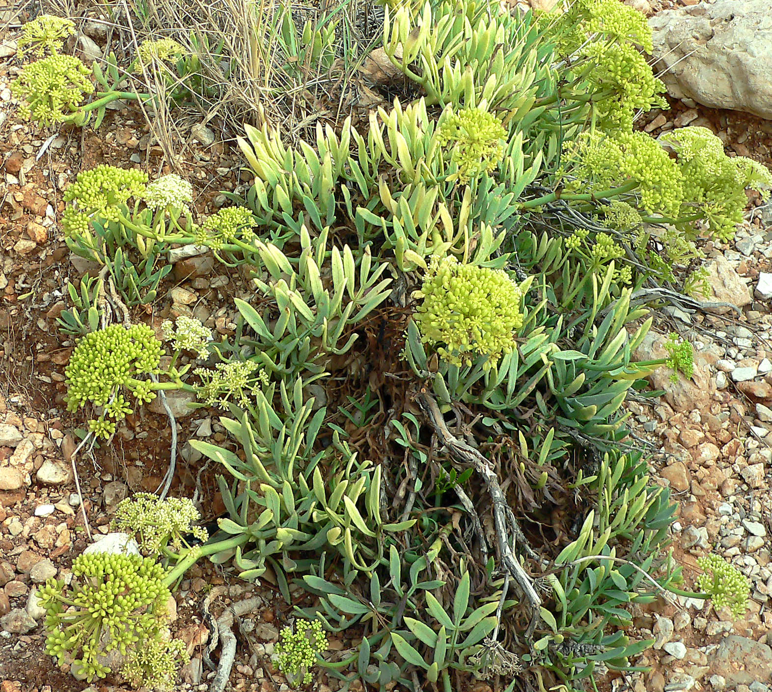 Meerfenchel