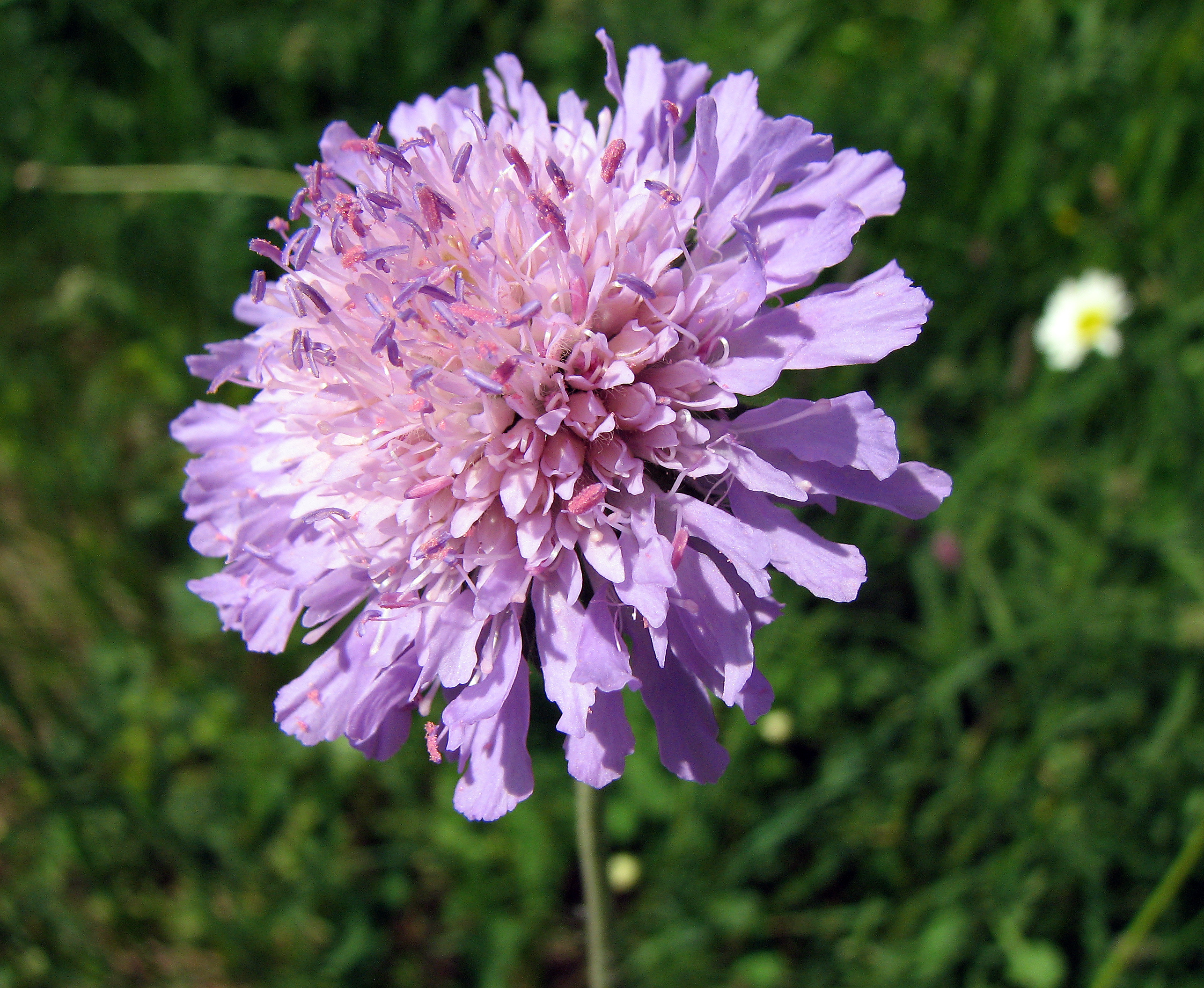 Wiesenwitwenblume