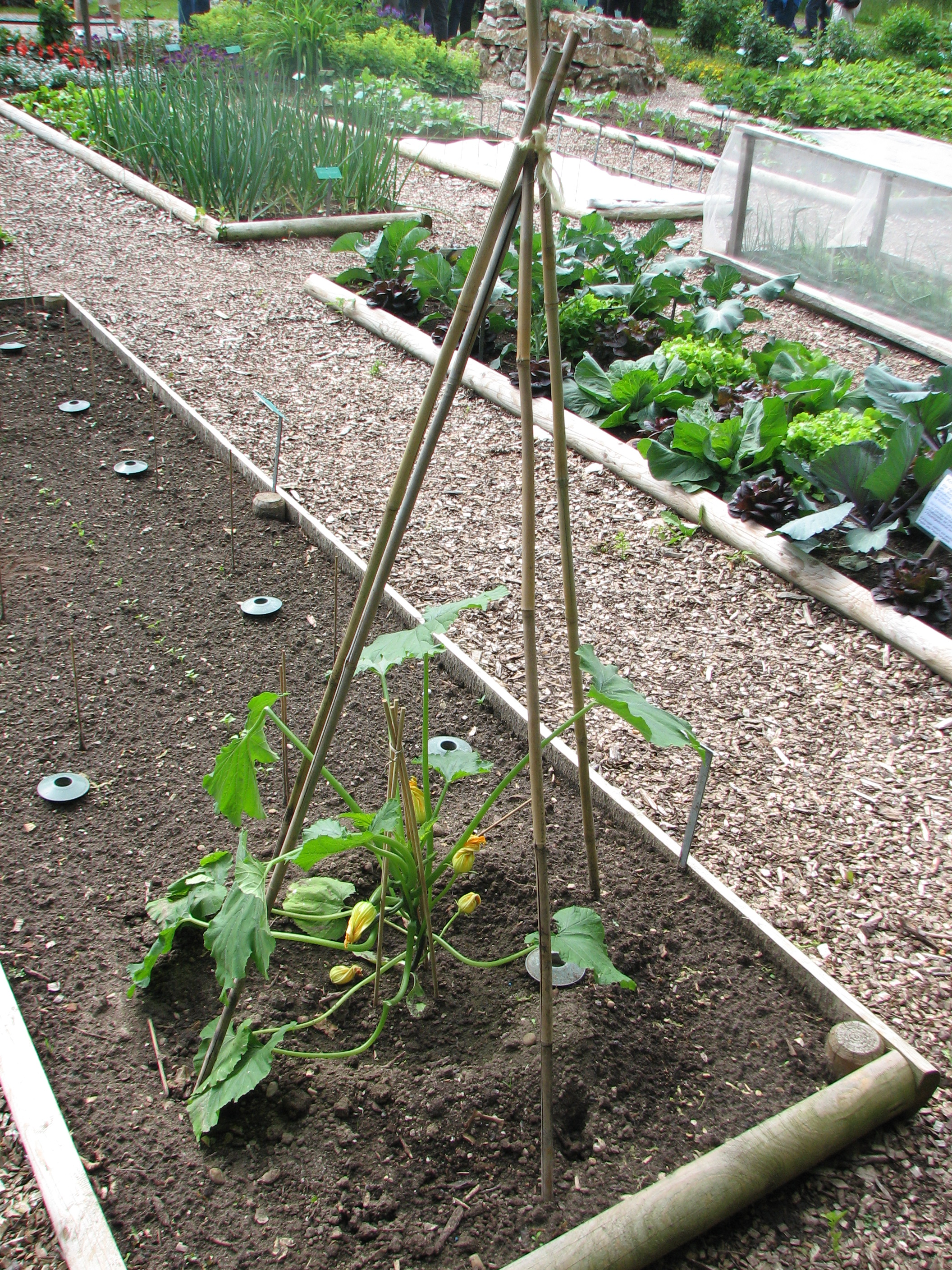 Zucchini
