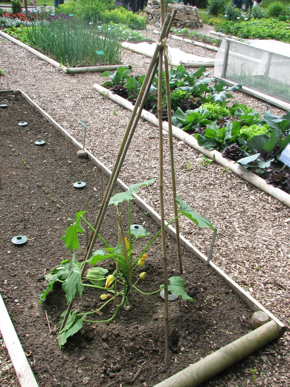 Zucchini