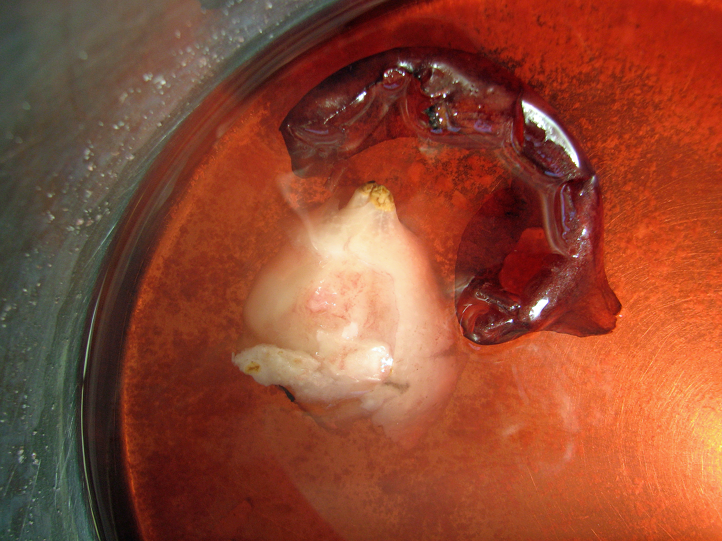 <p><span><span><span><span>Während des Kochvorgangs löst sich die Zwiebelhaut vom Tulpenkörper und färbt das Wasser rot. </span></span></span></span></p>