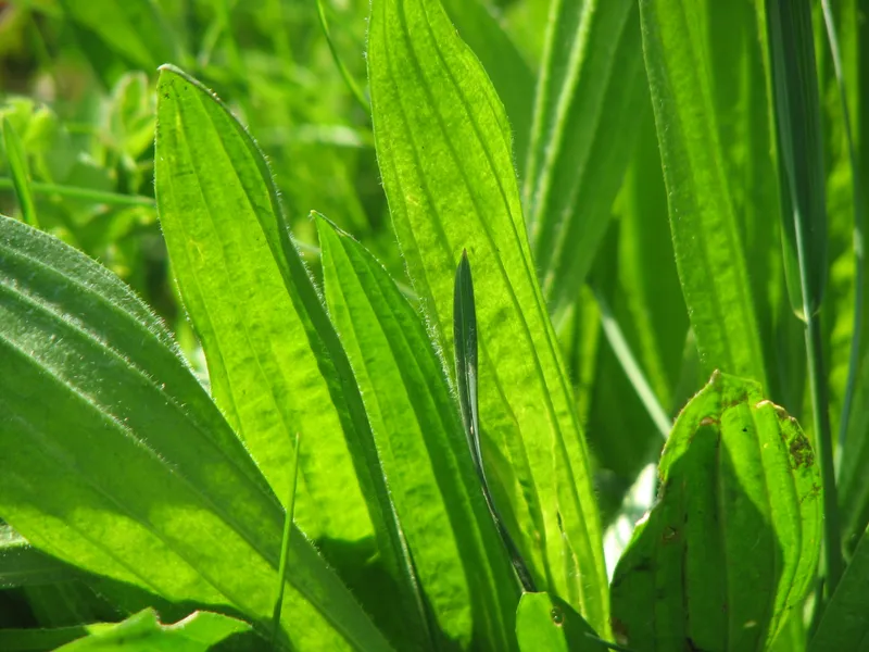 Erste medizinische Texte der Germanen – Zaubersprüche, Heilrezepte, Neunkräutersegen
