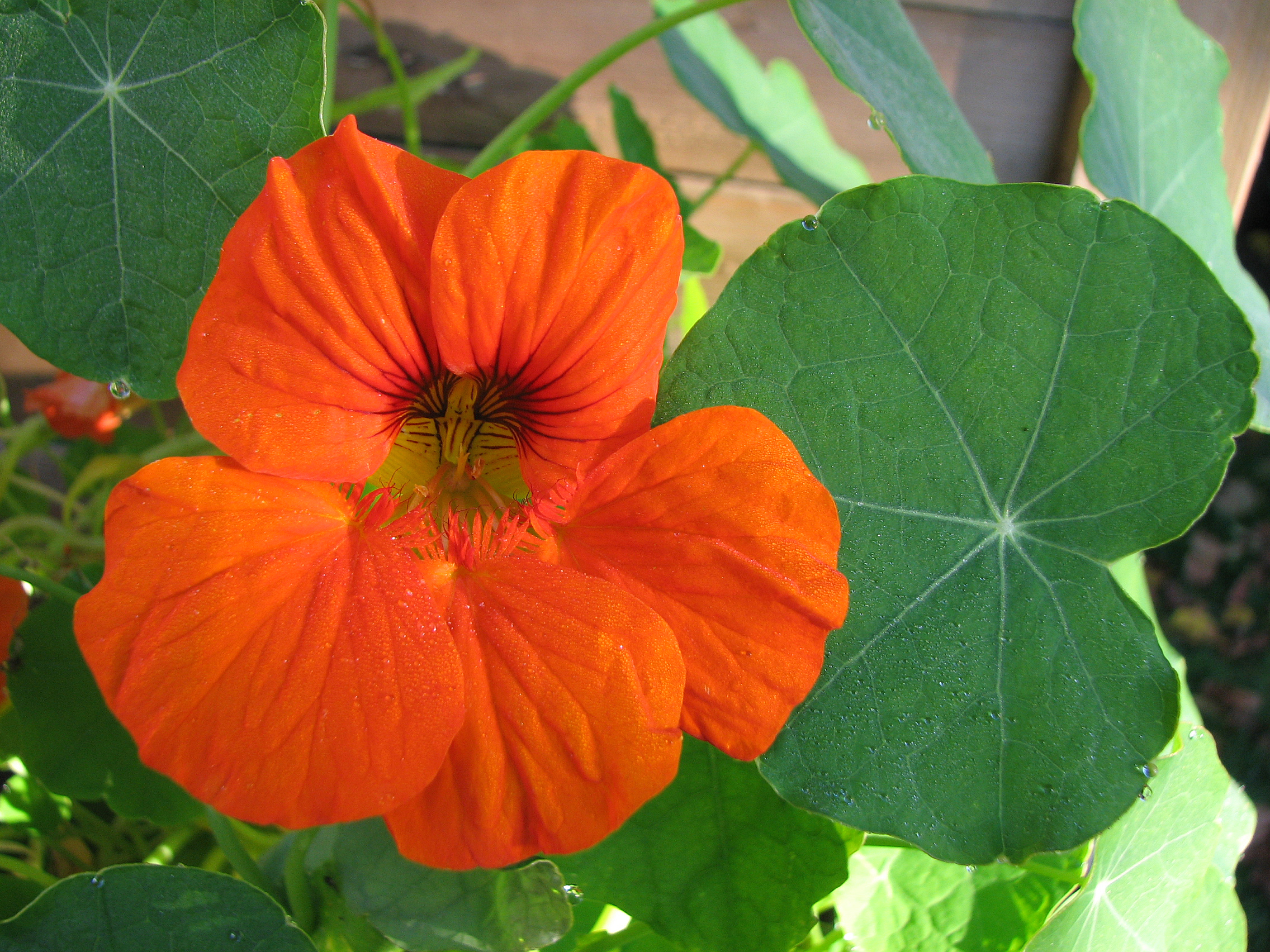 Pesto mit Vogelmiere oder Petersilie