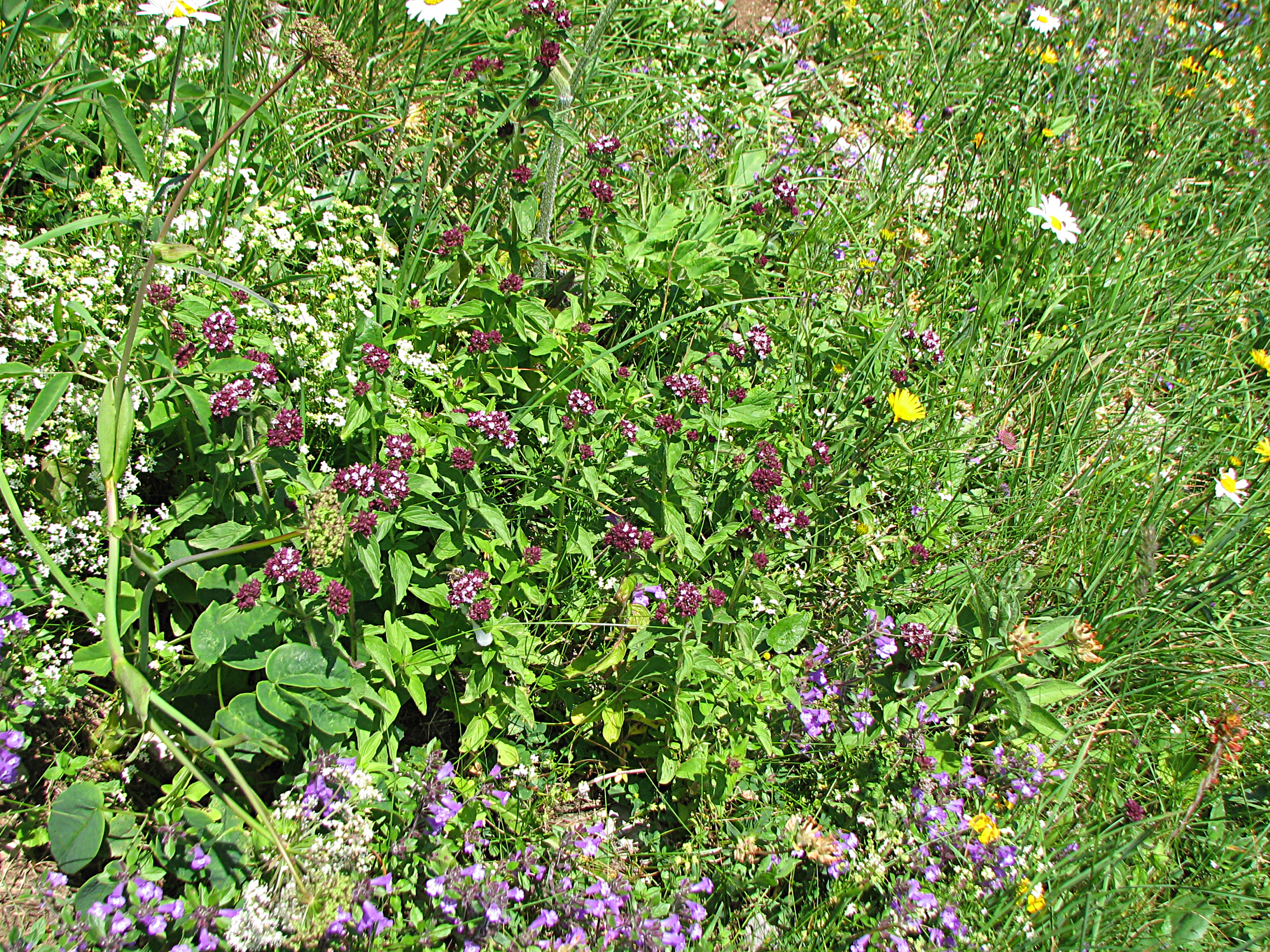 Gewöhnlicher Echter Dost