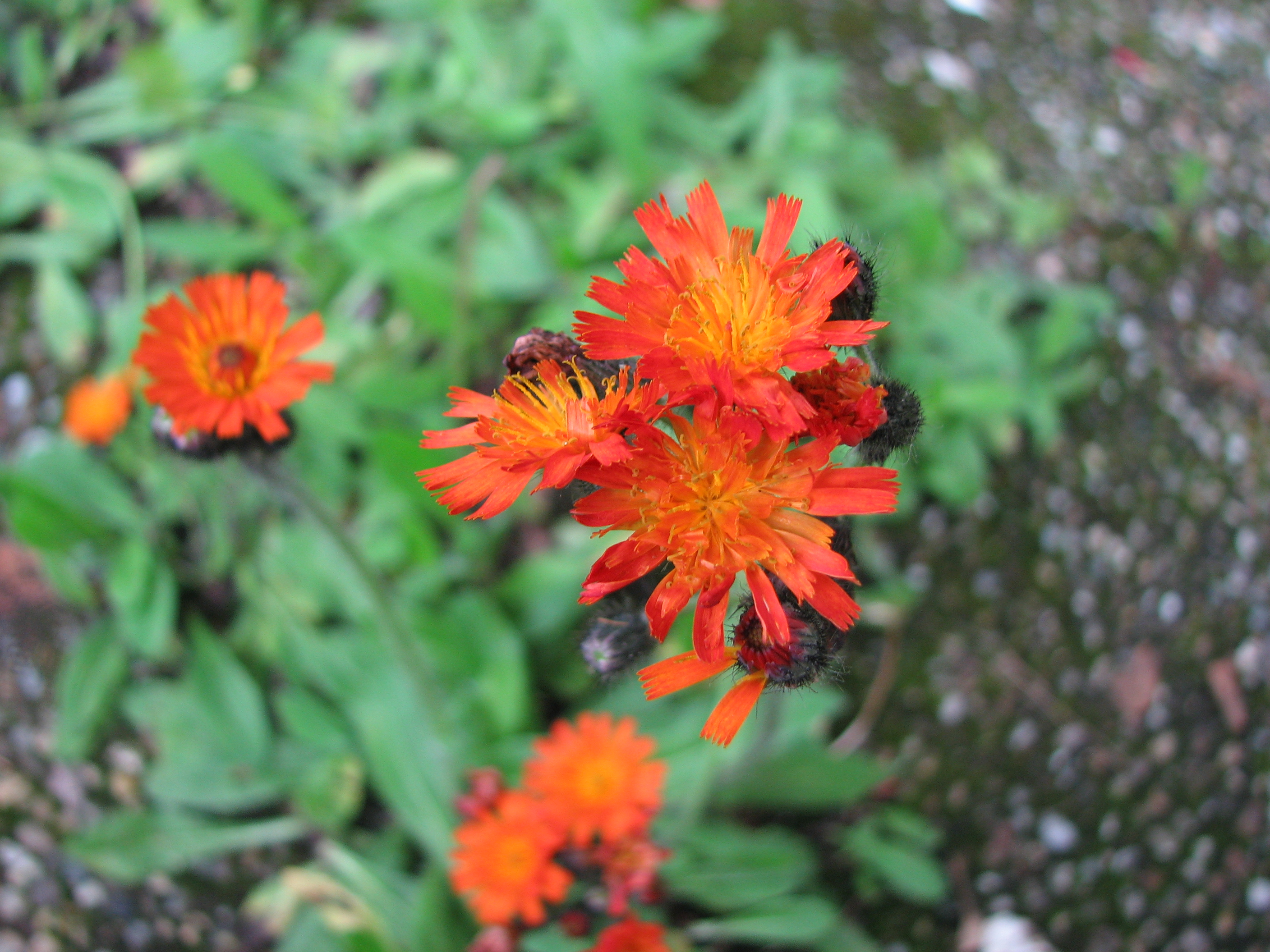 Orangerotes Habichtskraut