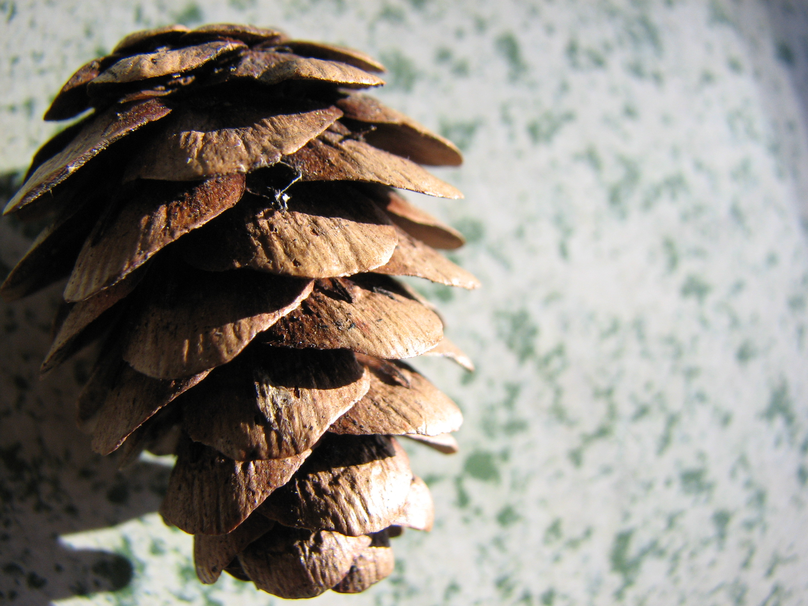 Europäische Lärche