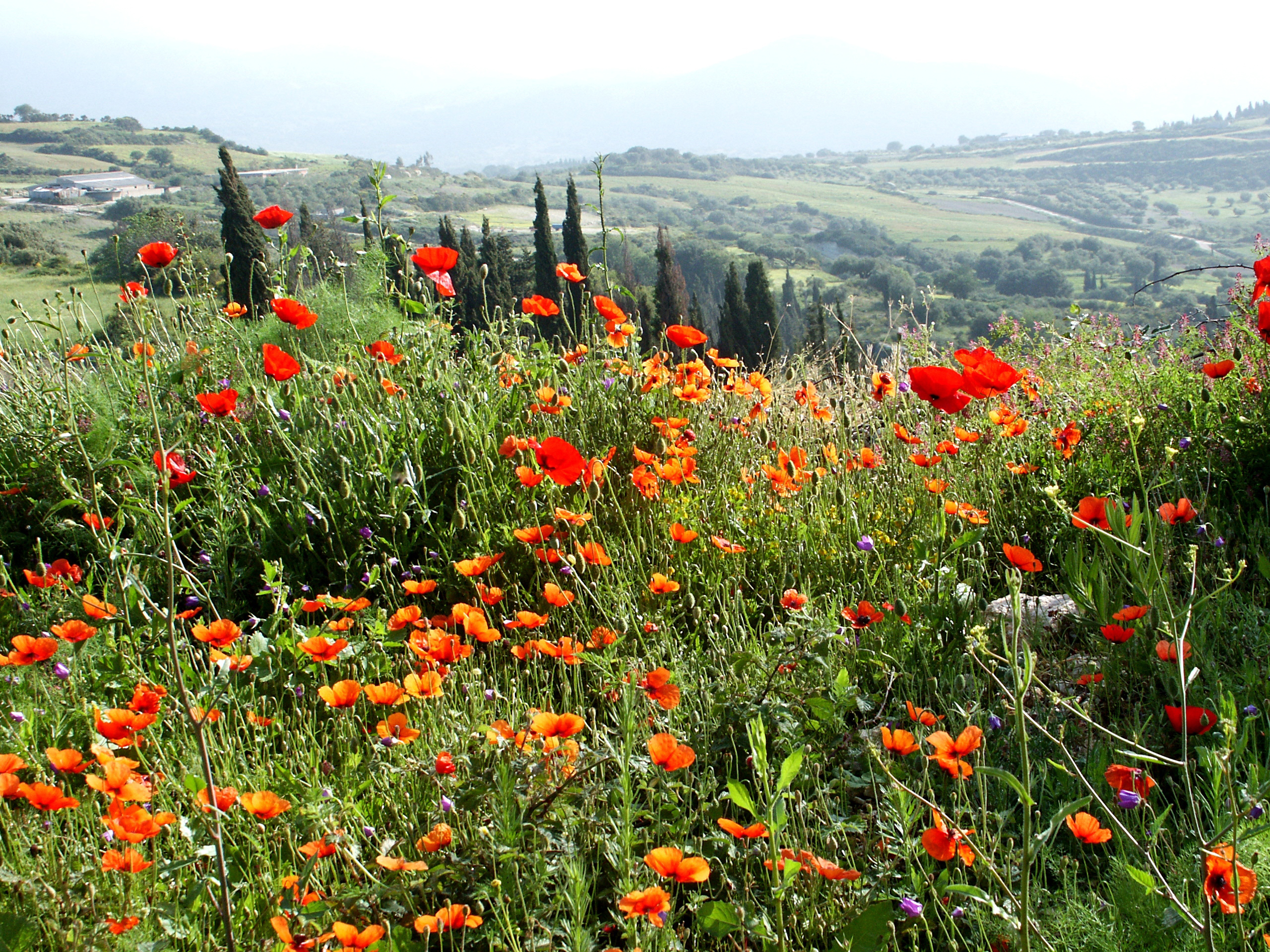 Klatschmohn