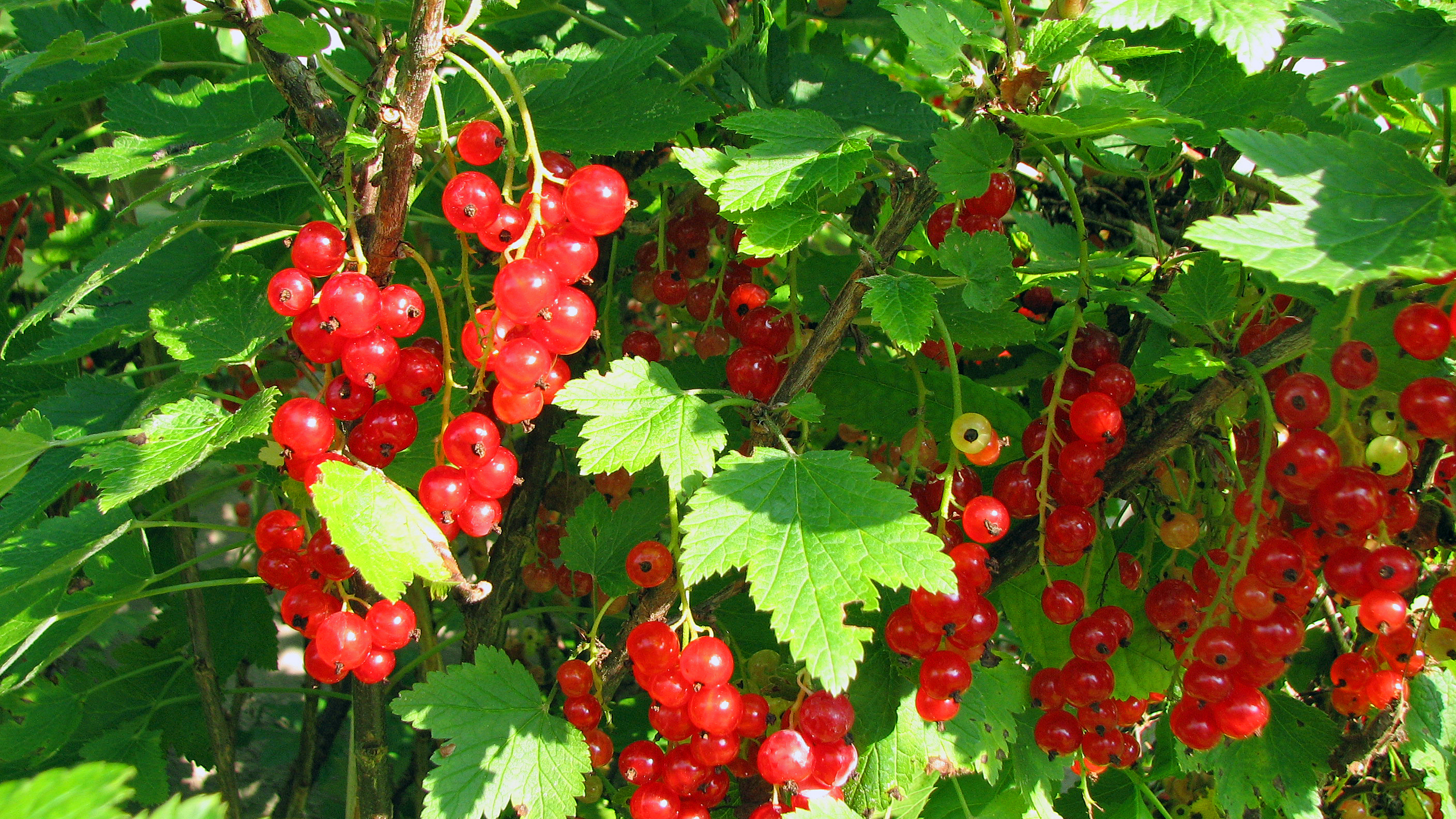 Johannisbeeren