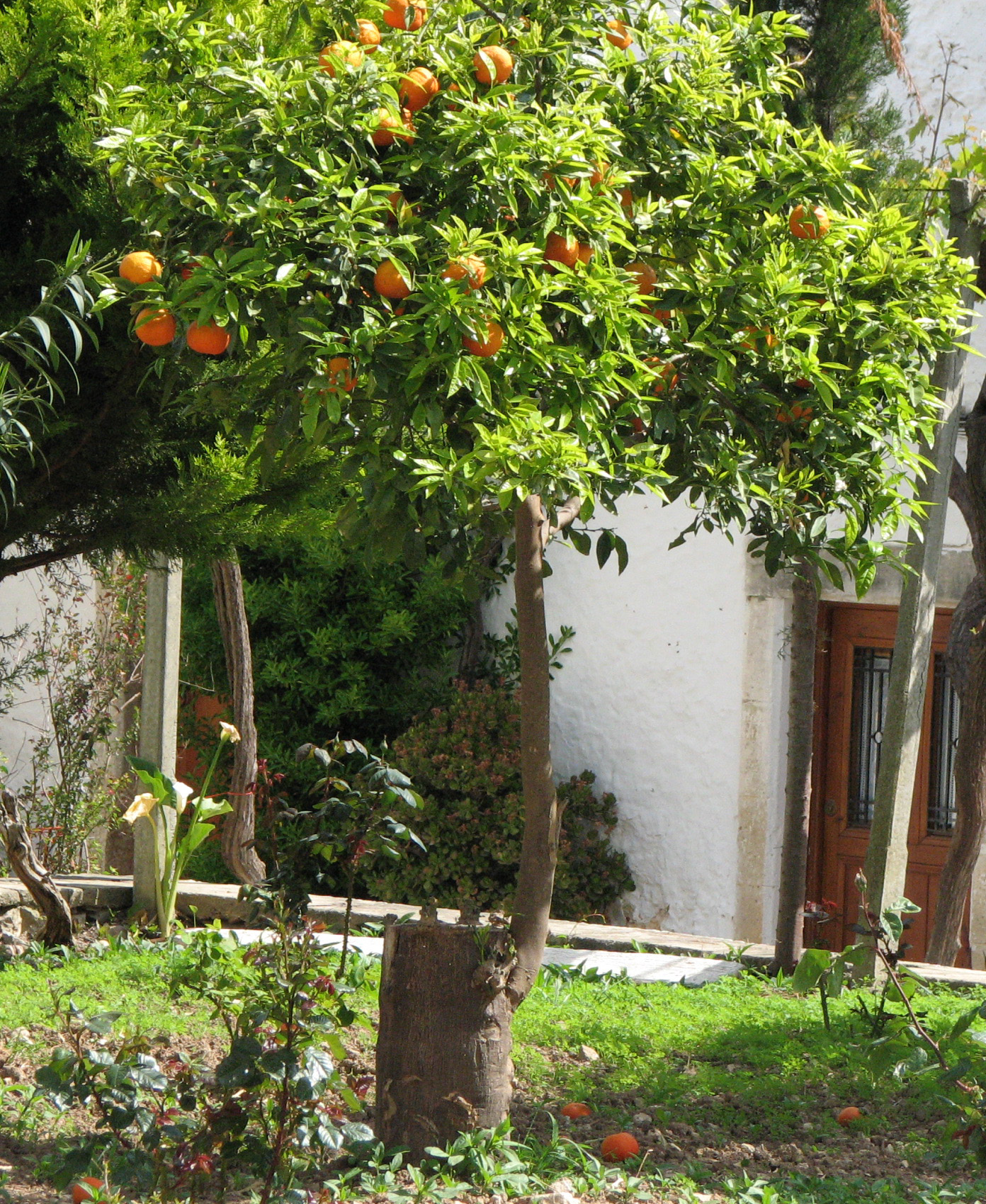 Orangenbaum