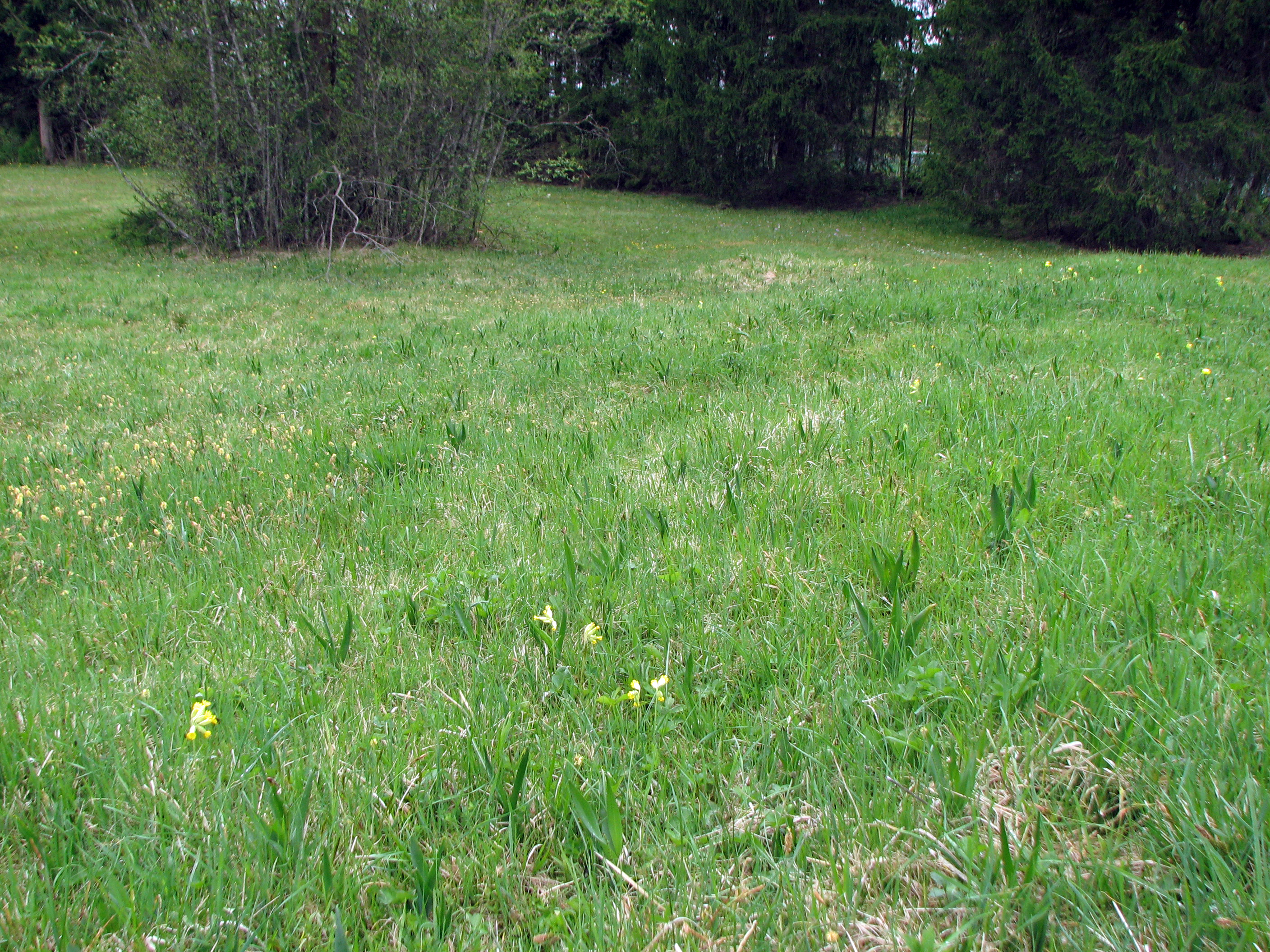 Echte Schlüsselblume