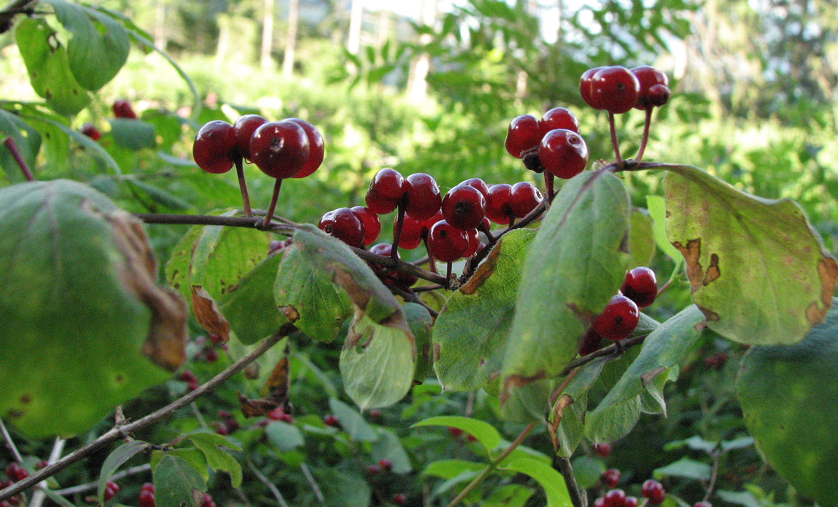 Rote Heckenkirsche
