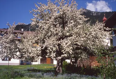 Apfel