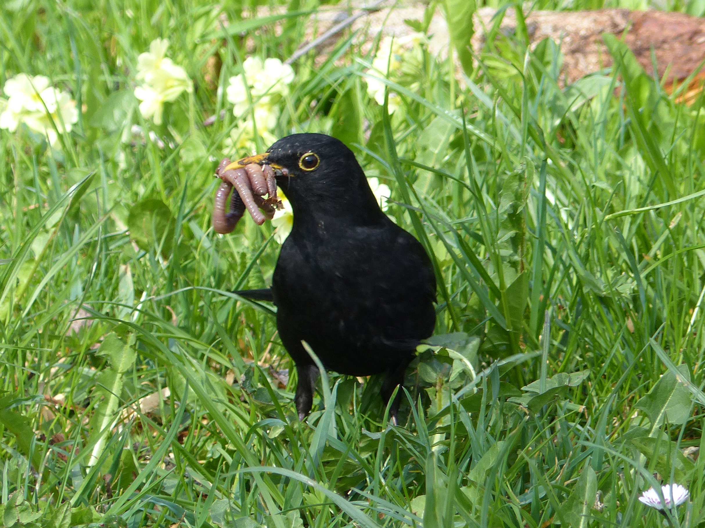 <p>Das <em>Amselmännchen</em> hat dieses Mal den Schnabel voller Regenwürmer, doch sucht es auch nach Schneckeneiern und kleinen Schnecken.</p>