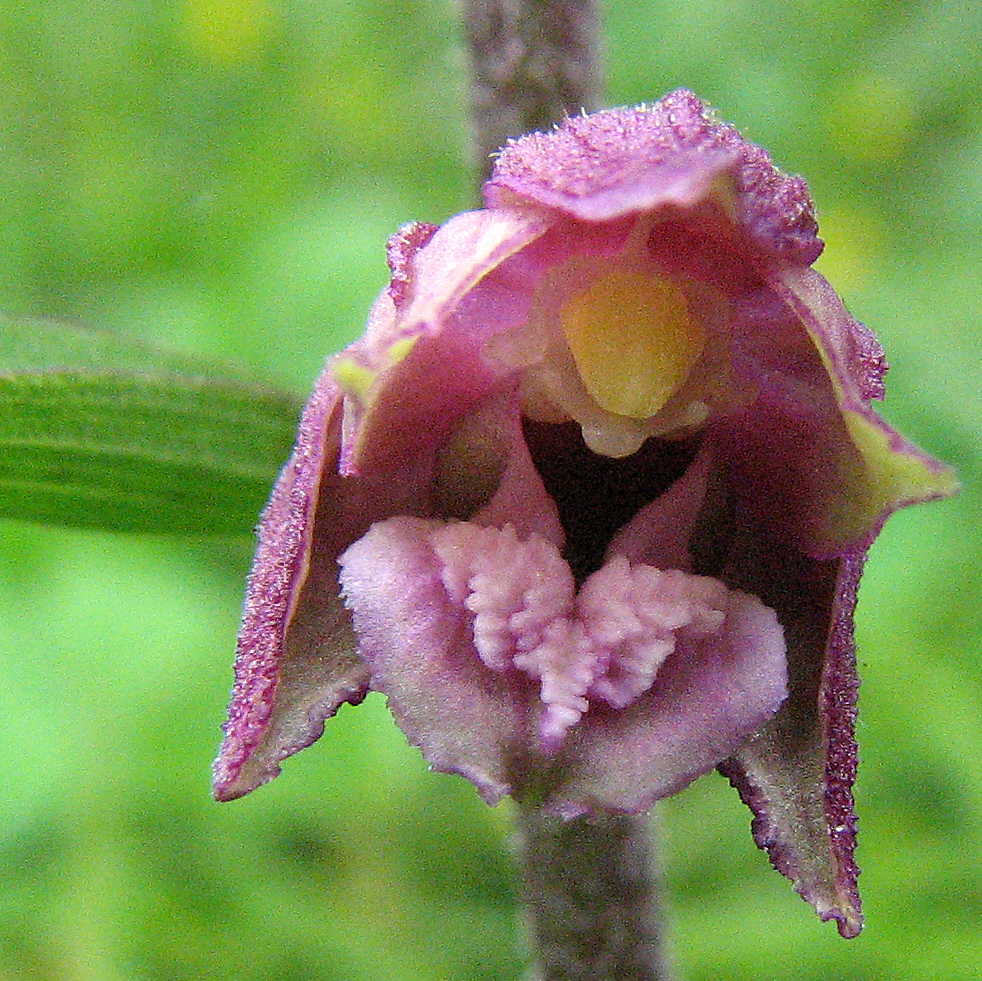 Braunrote Stendelwurz