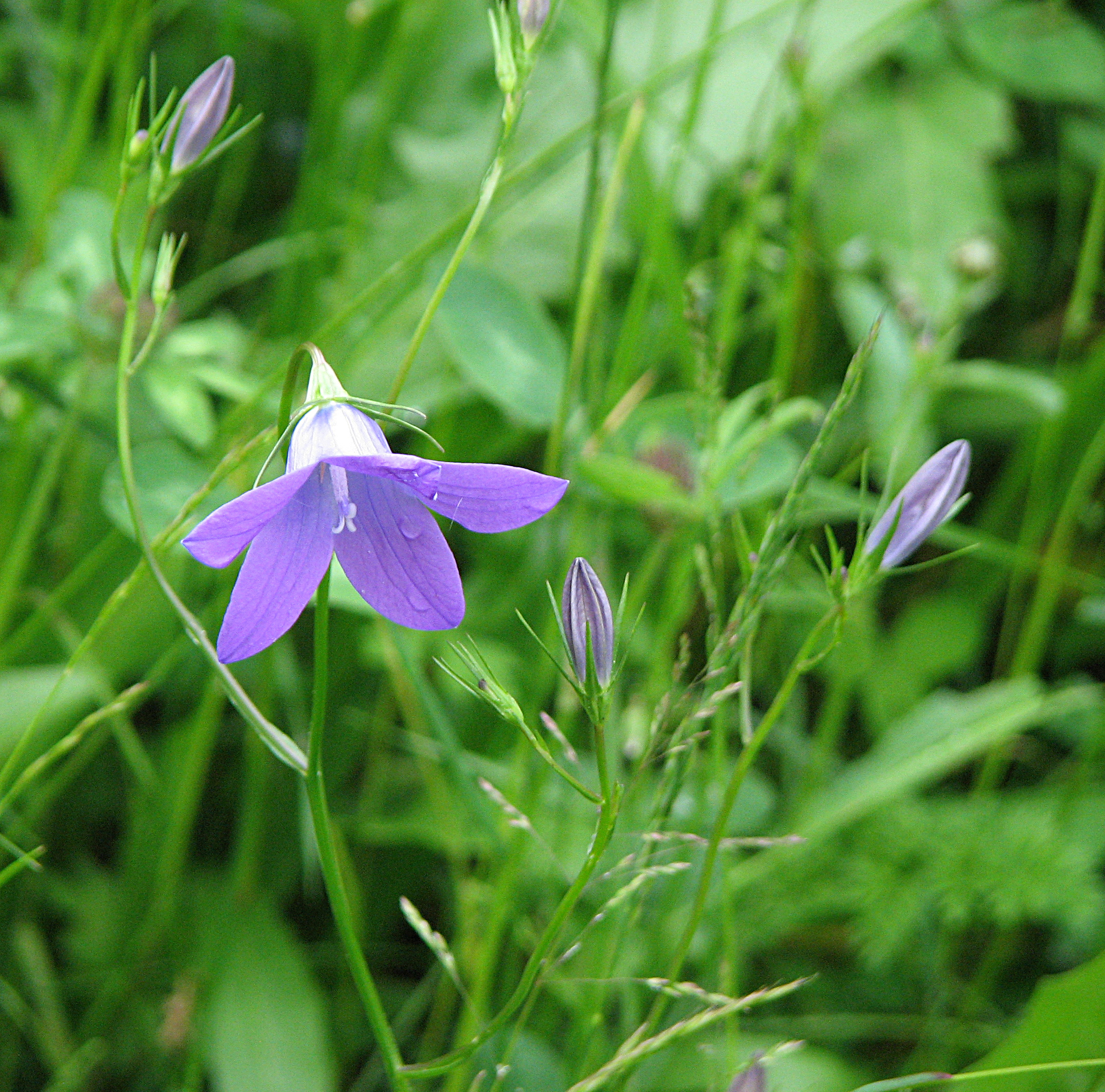 Wiesenglockenblume