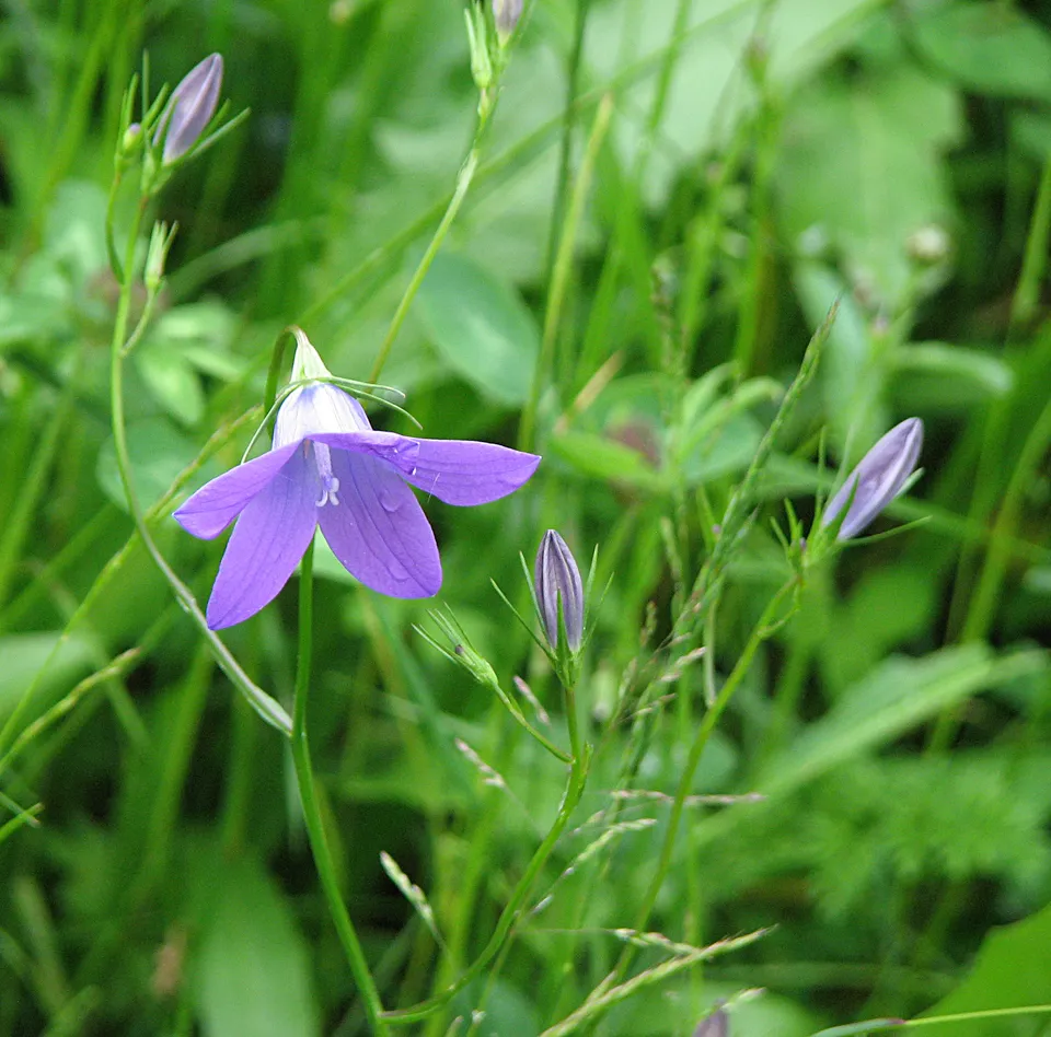 Wiesenglockenblume