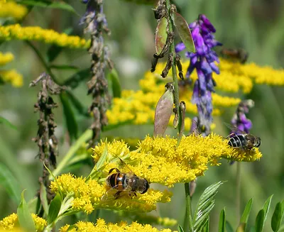 Quiz-Pflanze