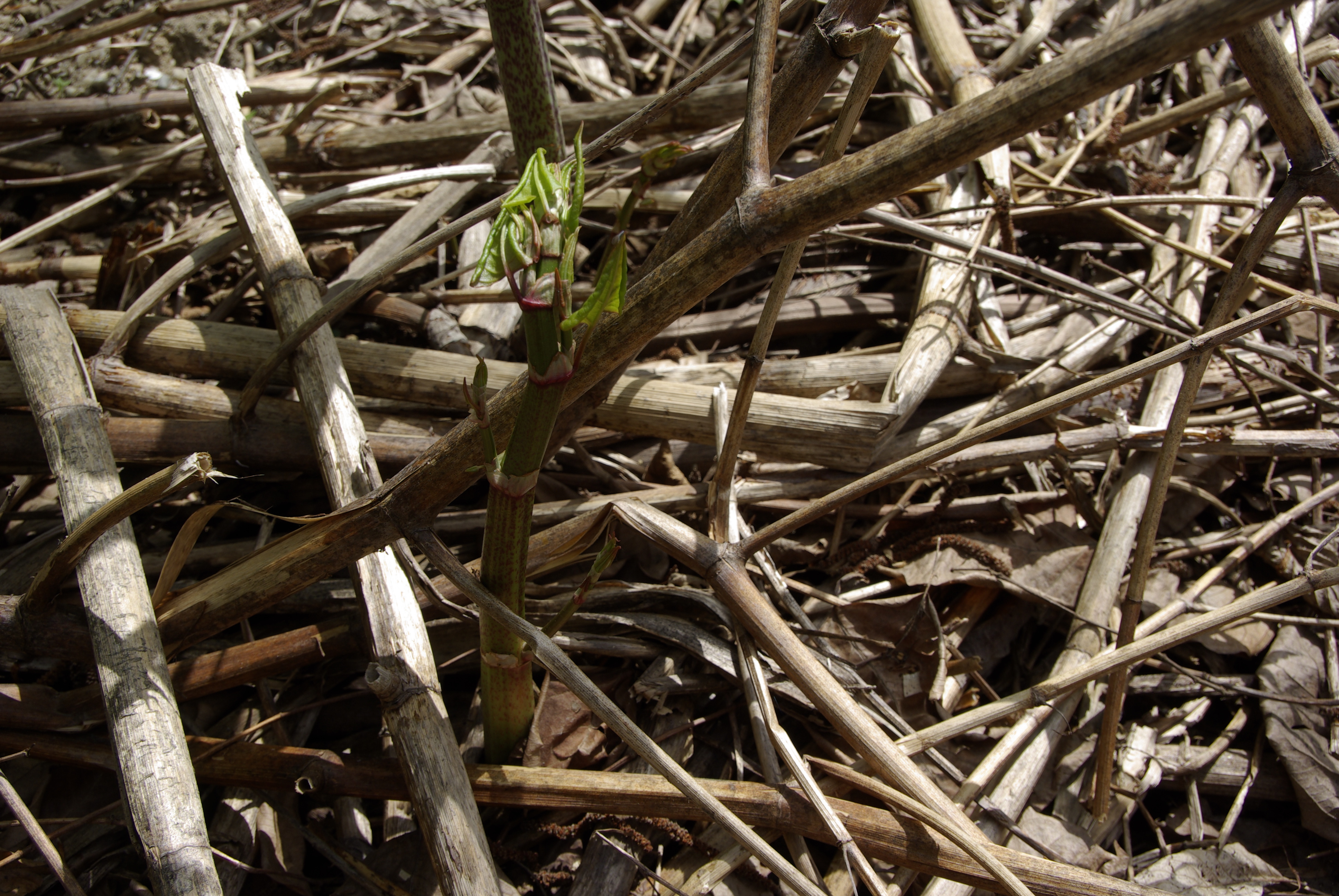 Japanischer Staudenknöterich