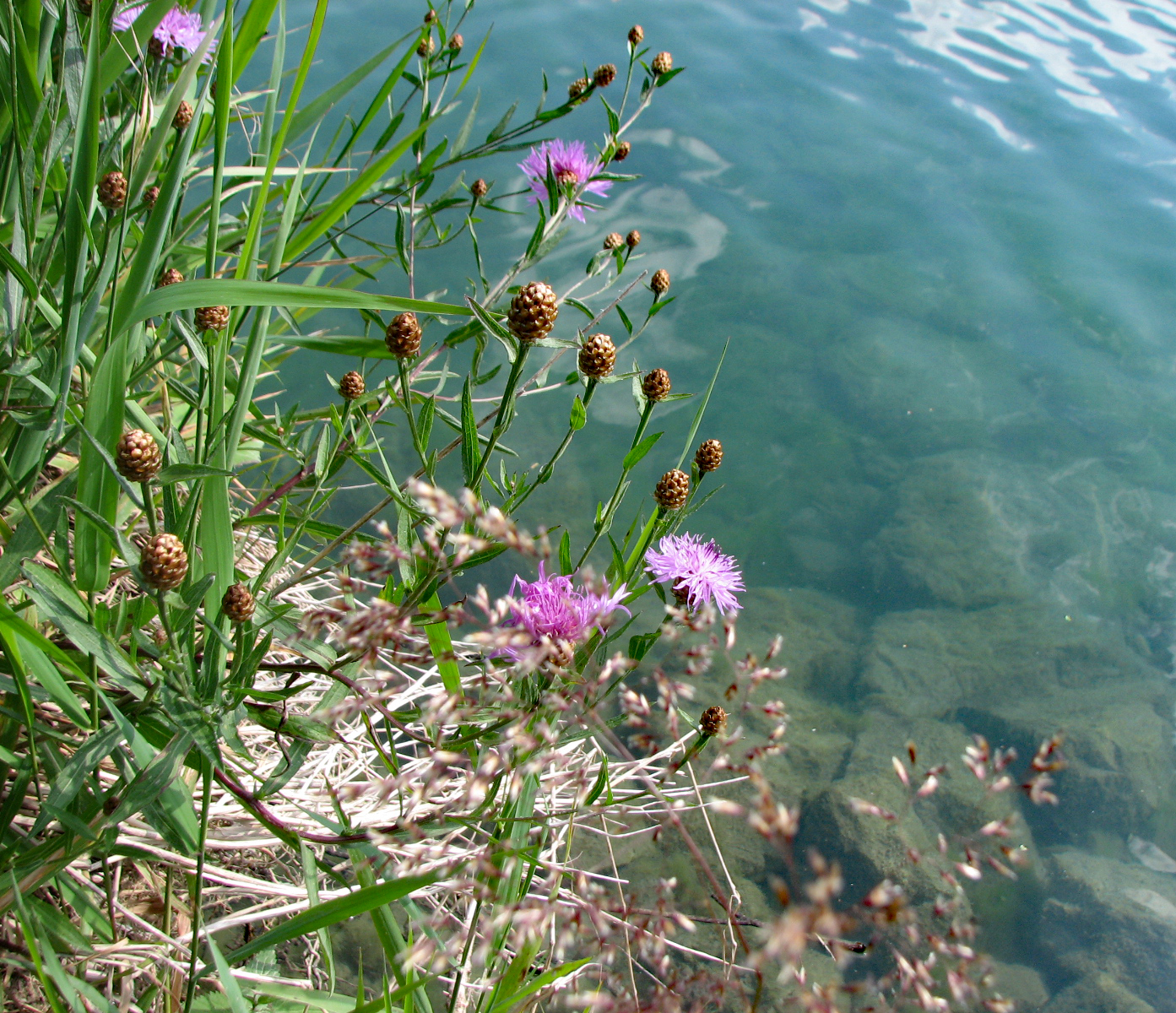 Wiesen-Flockenblume