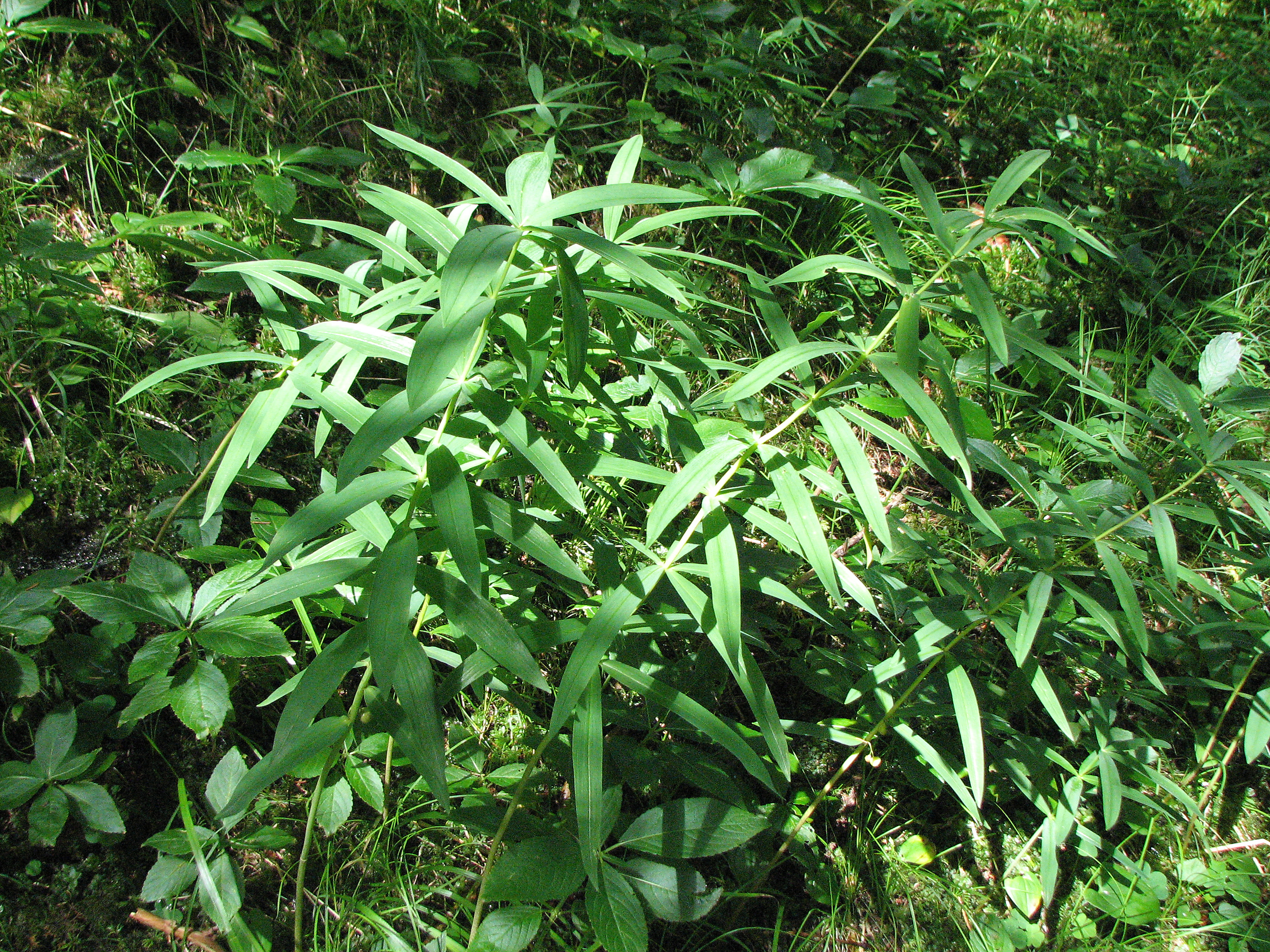 Quirlblättrige Weißwurz