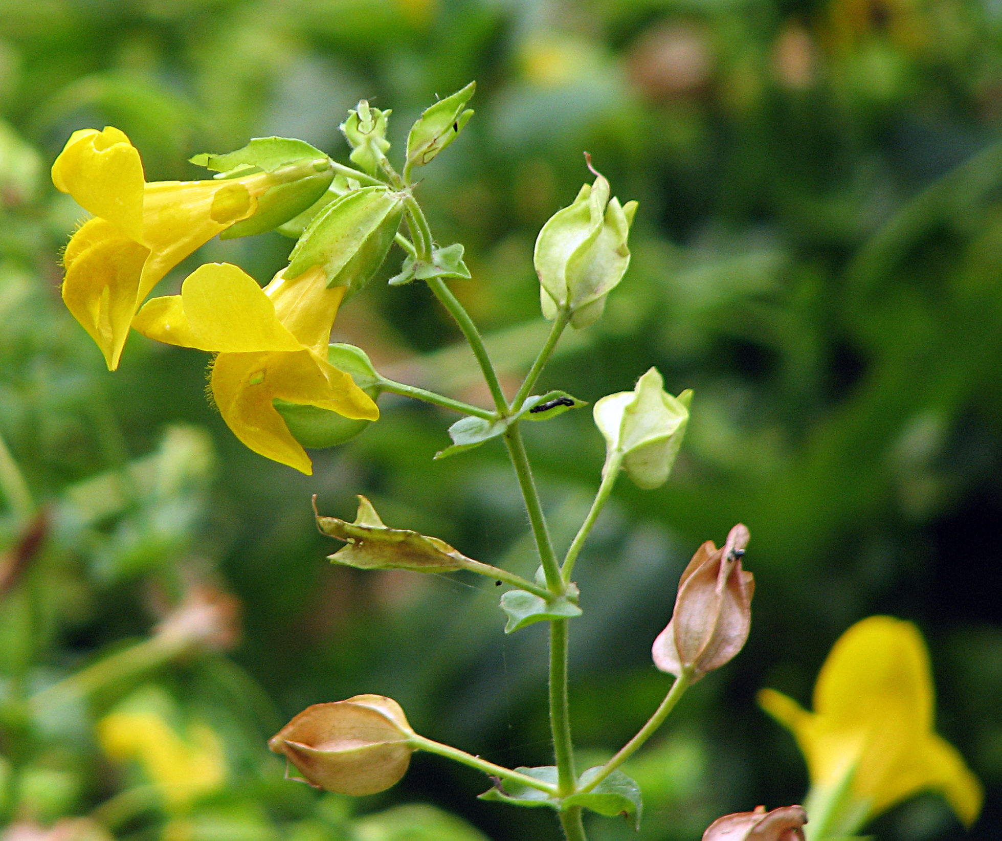 Gauklerblume
