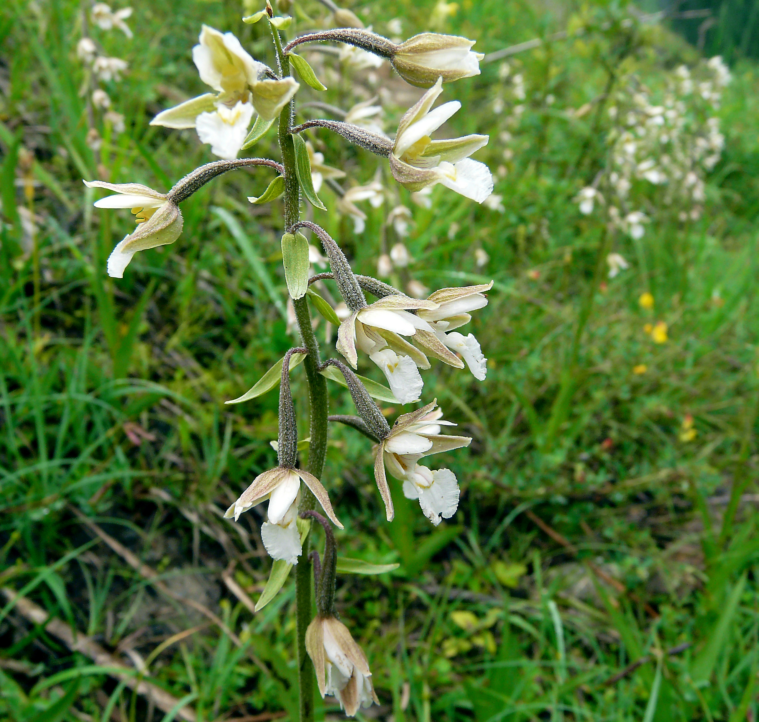 Sumpfstendelwurz