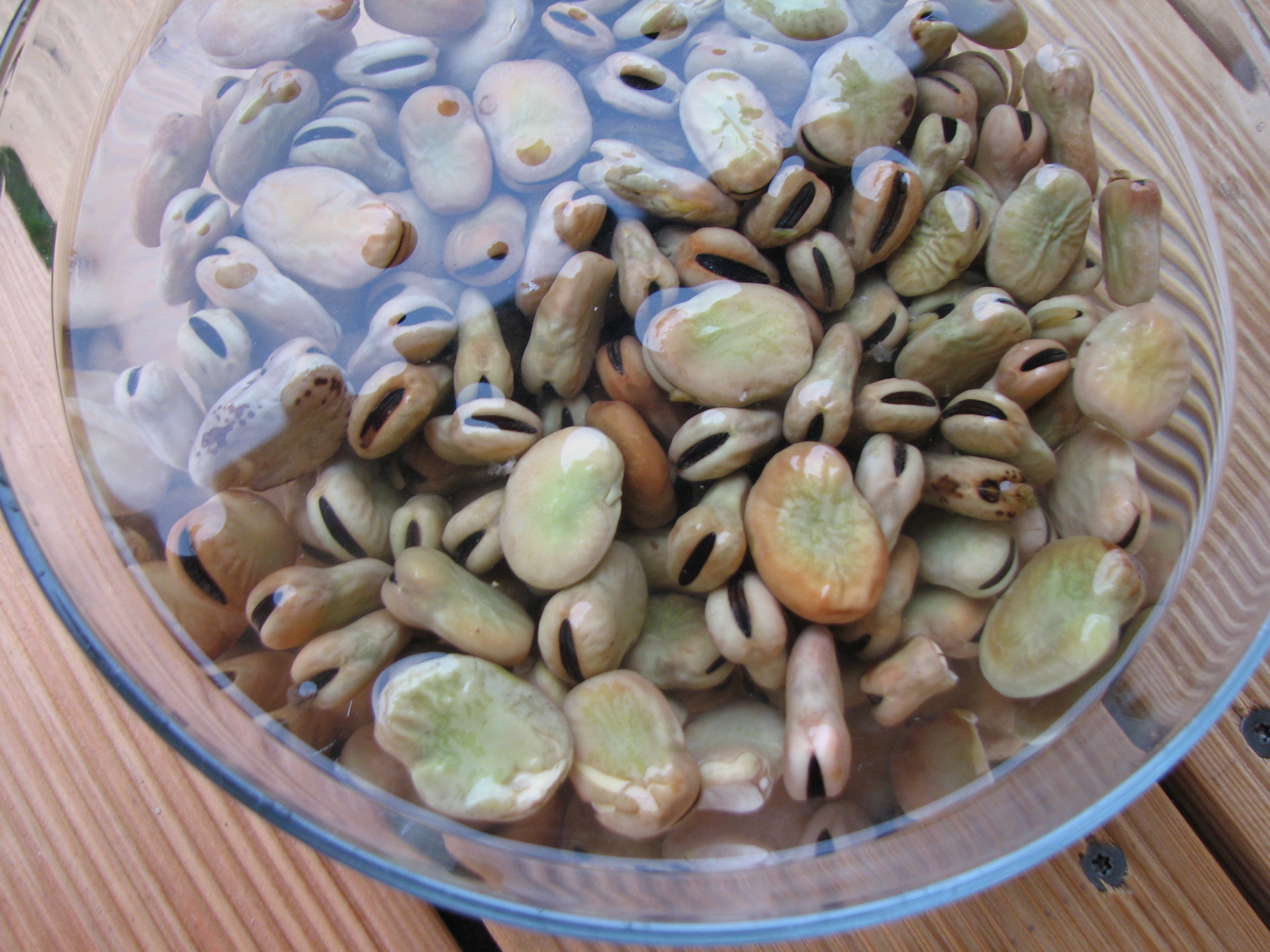 <p>Diese Dicken Bohnen benötigen noch Einweichzeit!</p>