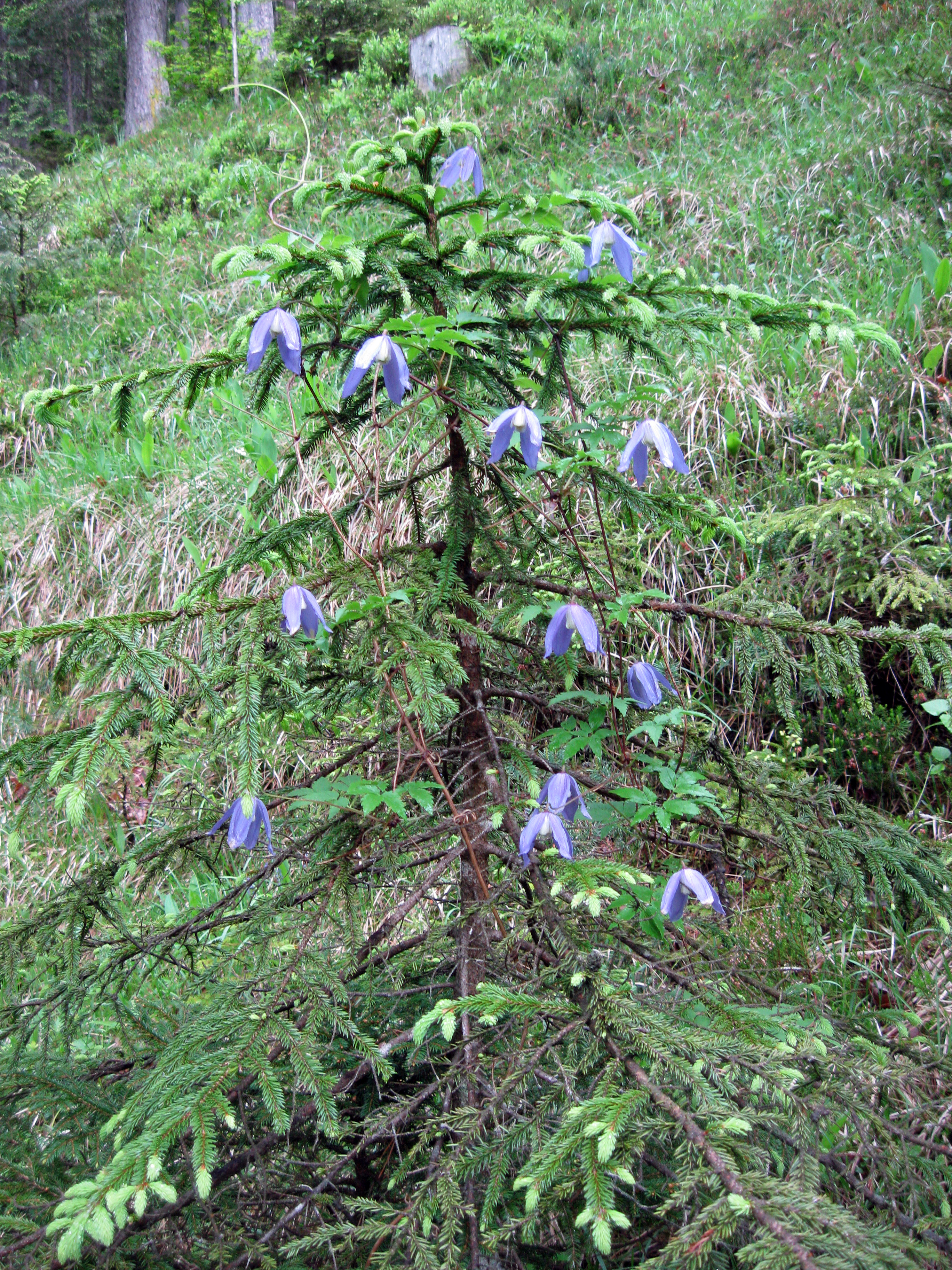 Alpenwaldrebe