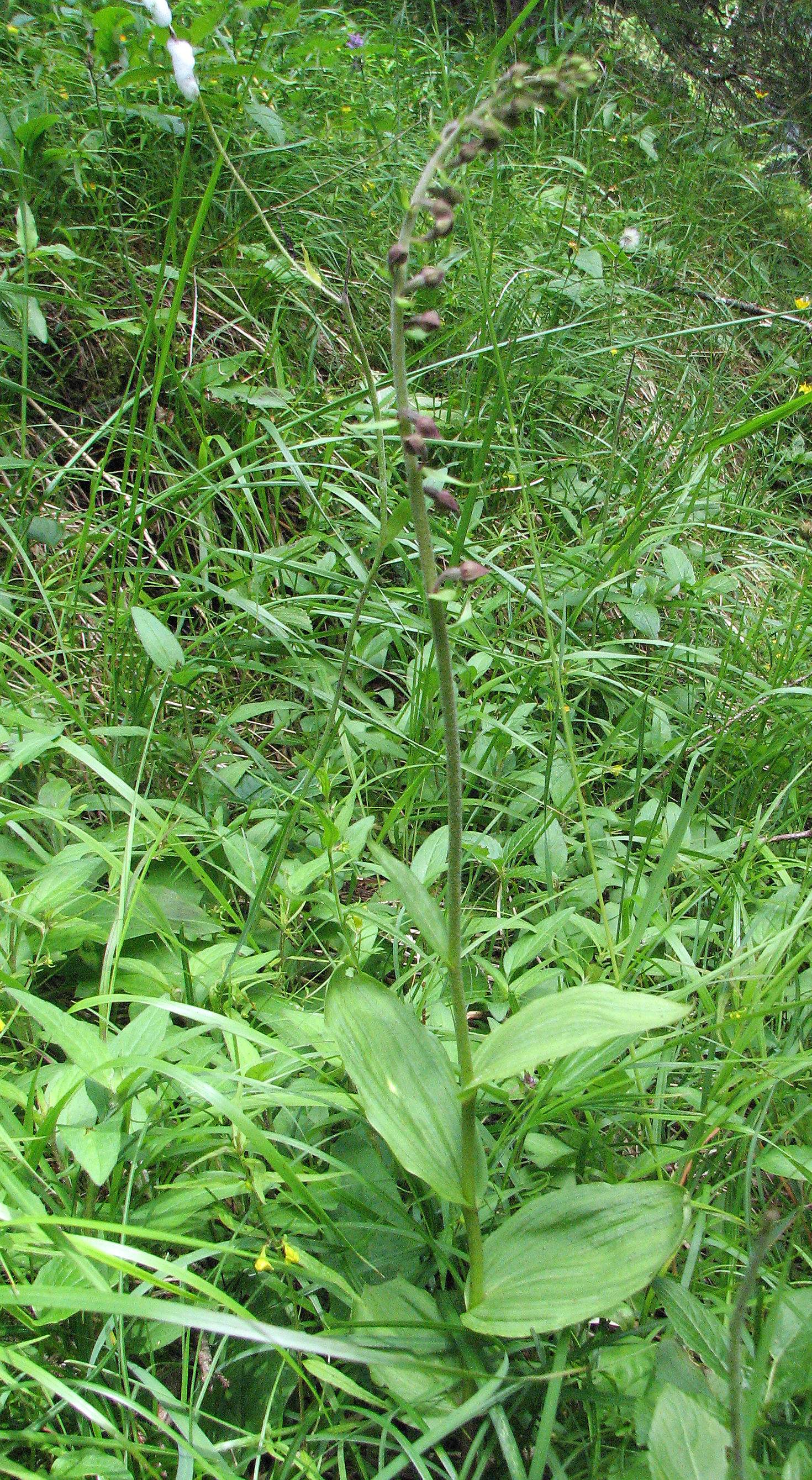 Braunrote Stendelwurz