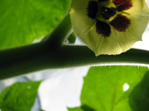 Andenbeere