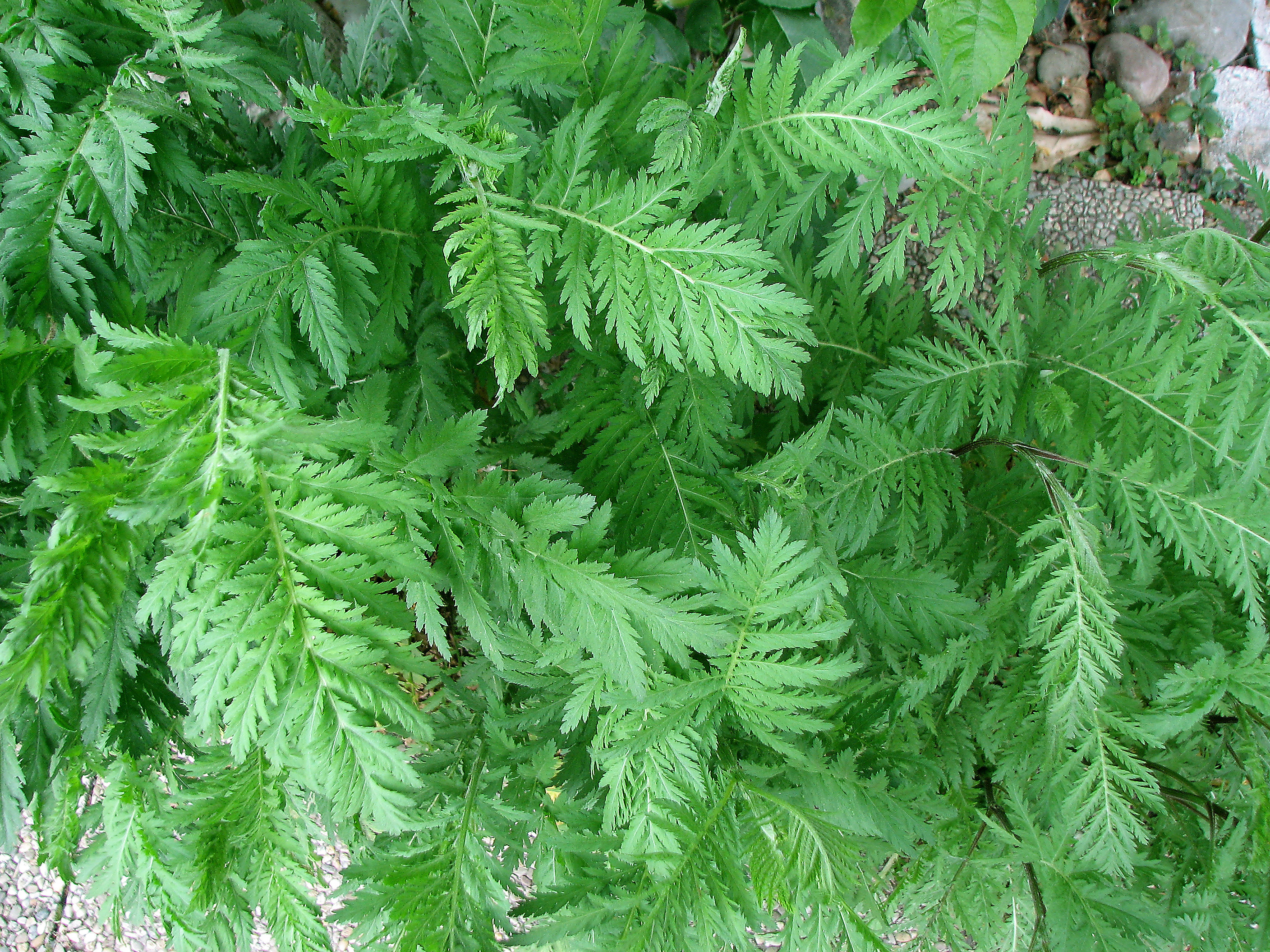 Rainfarn