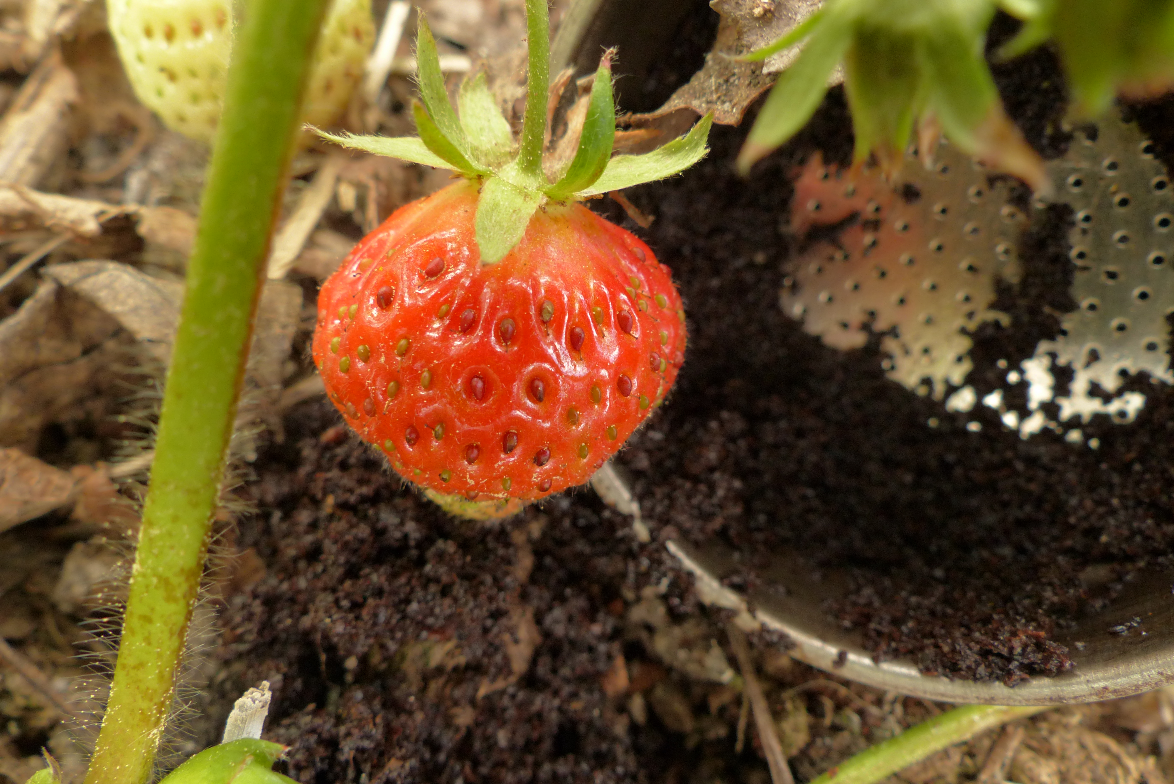<p>Kaffeesatz zwischen den Erdbeeren aufgebracht, düngt sie und hält Schnecken fern.</p>