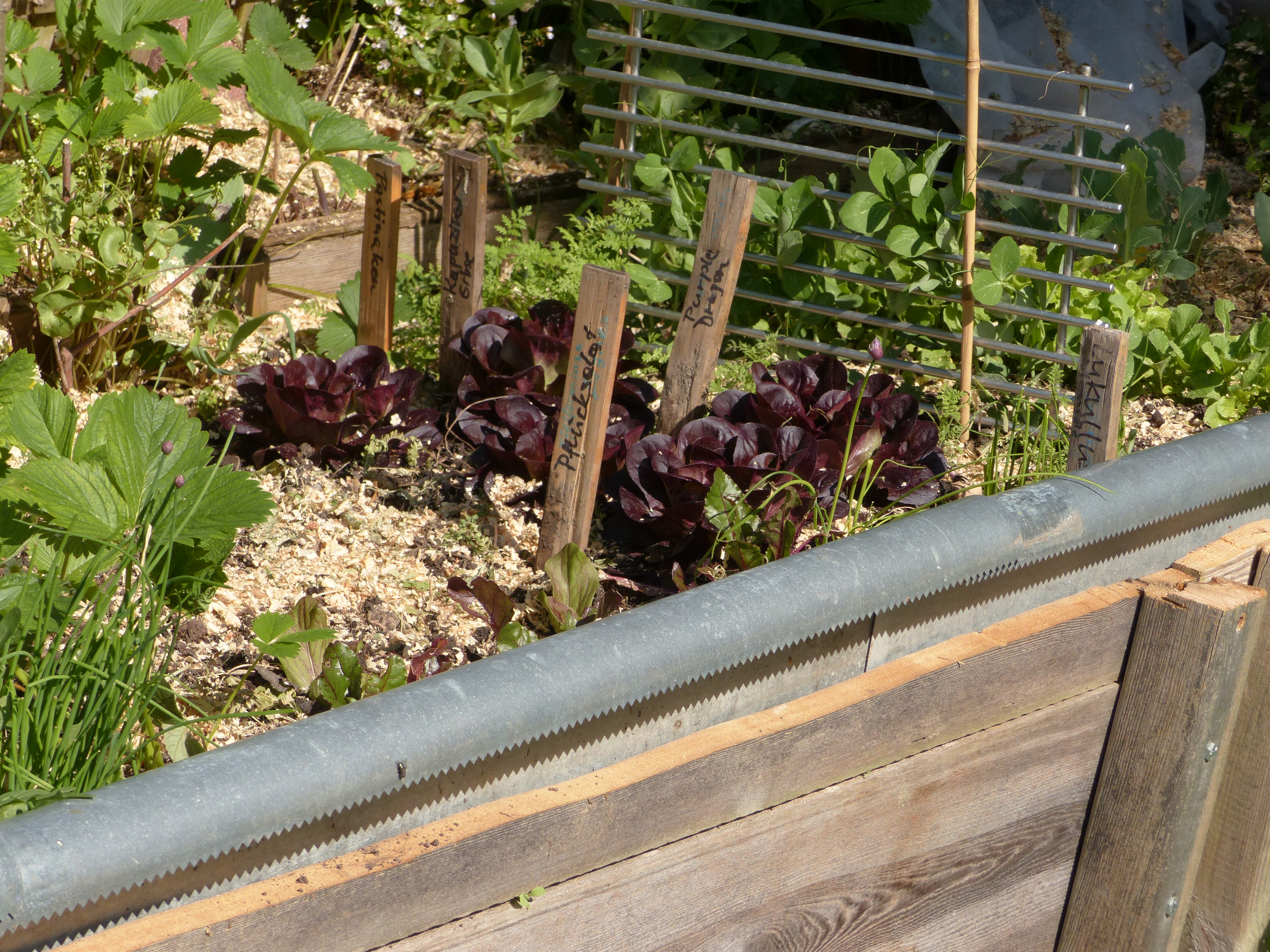<p>Ein<em> gezackter Schneckenzaun aus Metall</em> hält das Hochbeet schneckenfrei.</p>