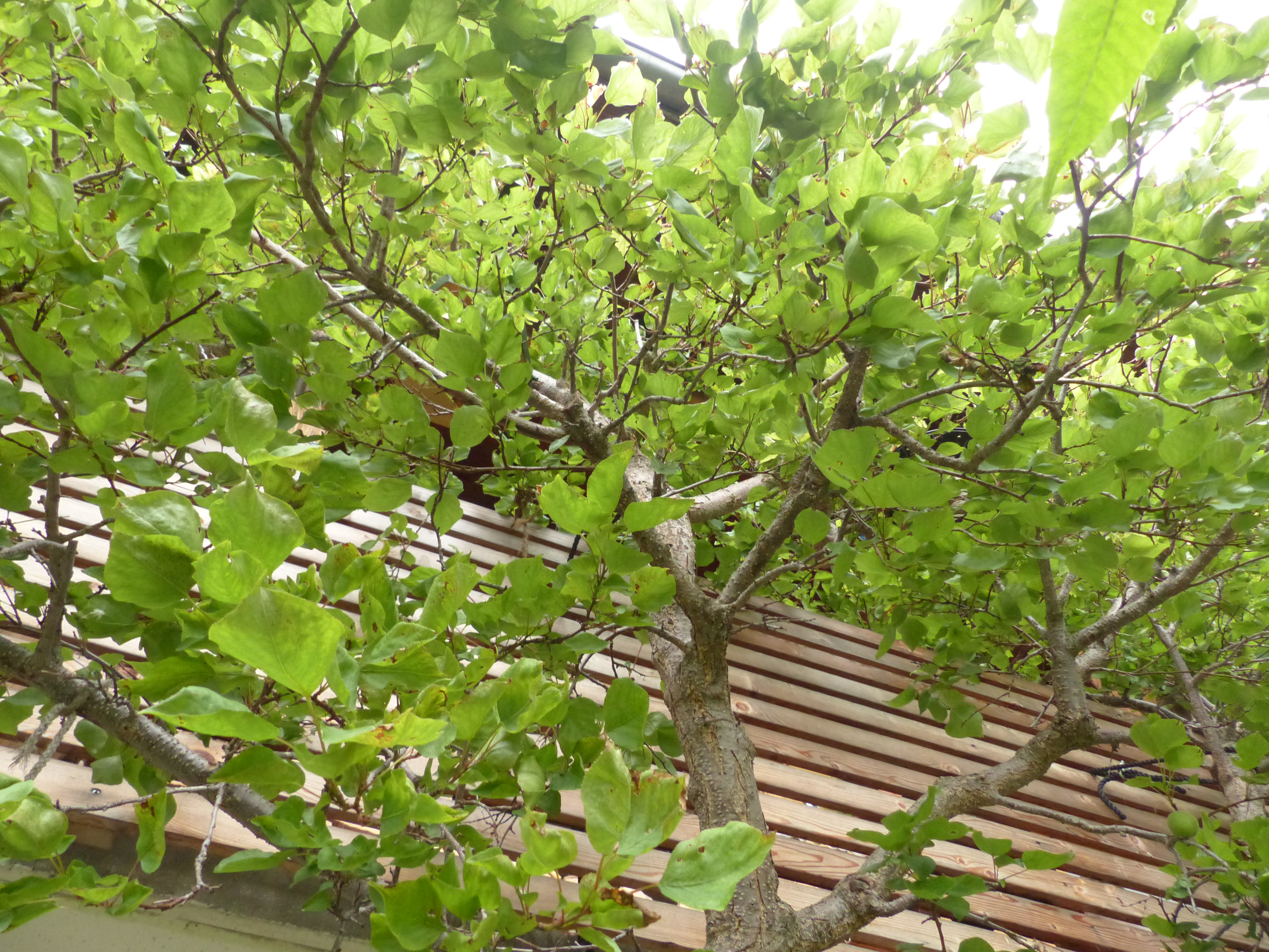 Marillenbaum aus einem Kern ziehen