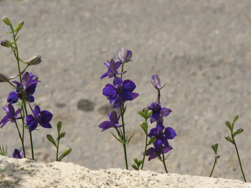 Über Giftpflanzen und Verhalten im Vergiftungsfall