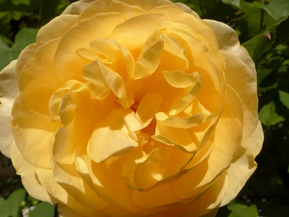 Insektenabweisendes zum Auftragen für Schwangere