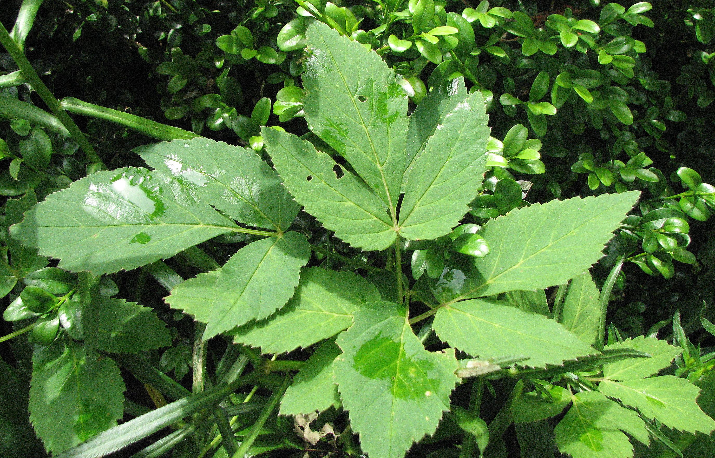 Giersch