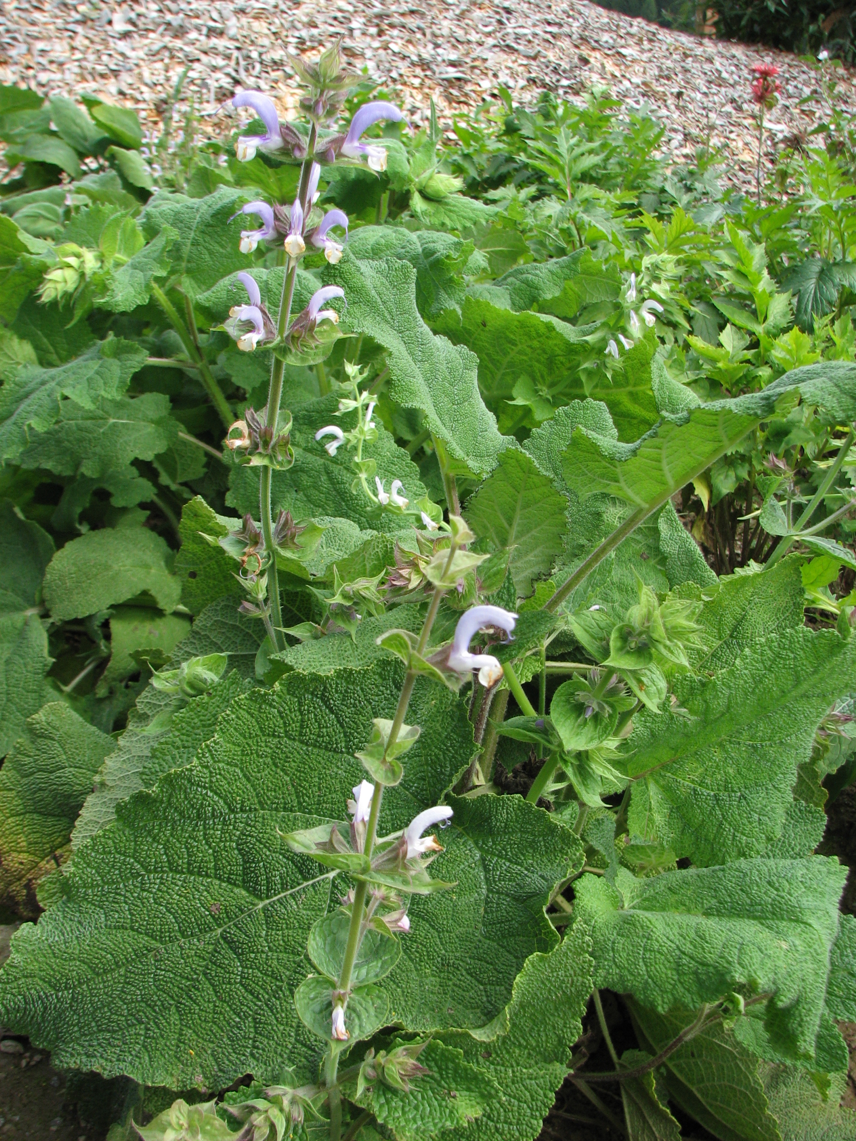 Muskatellersalbei