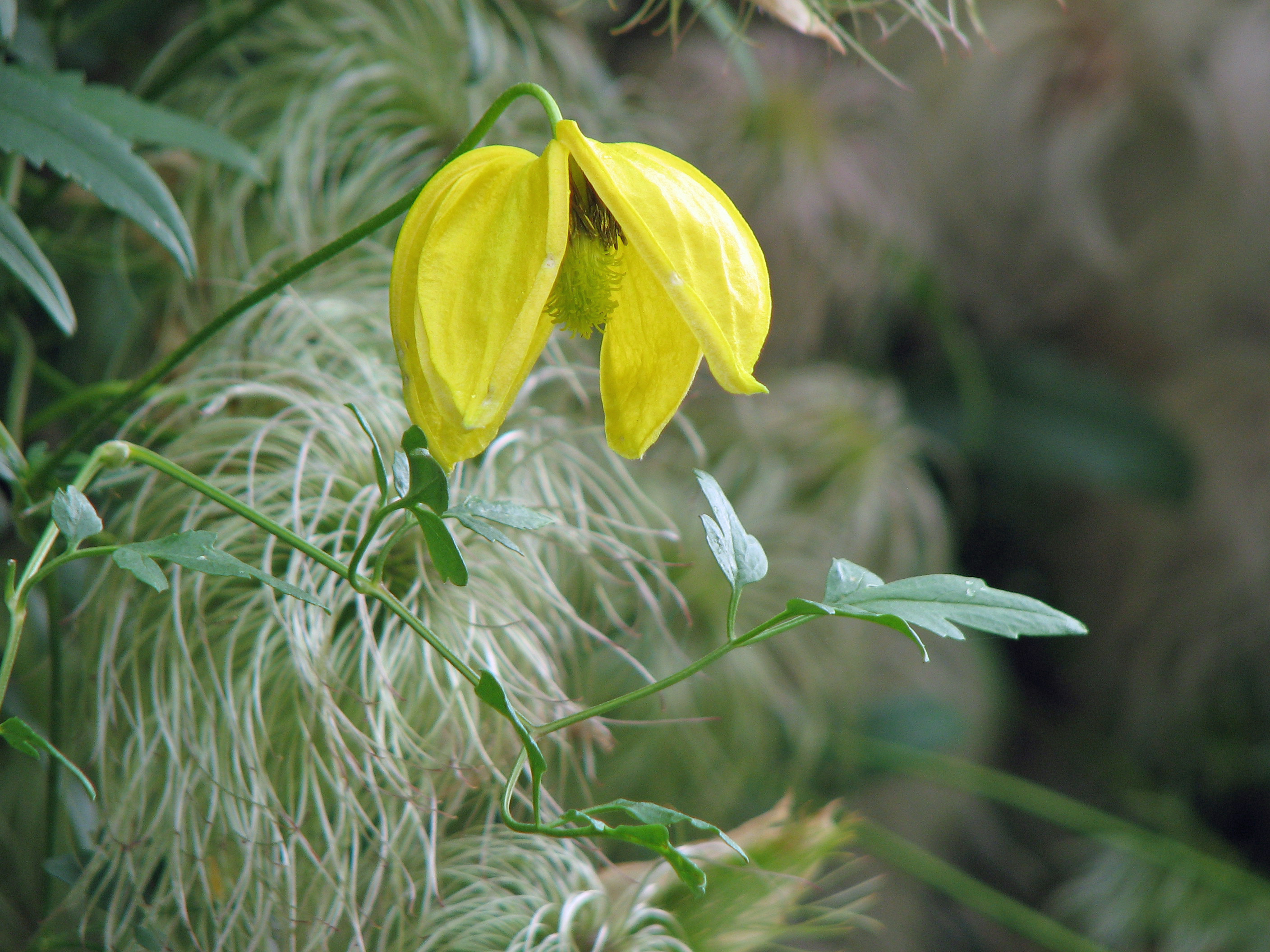 Goldwaldrebe