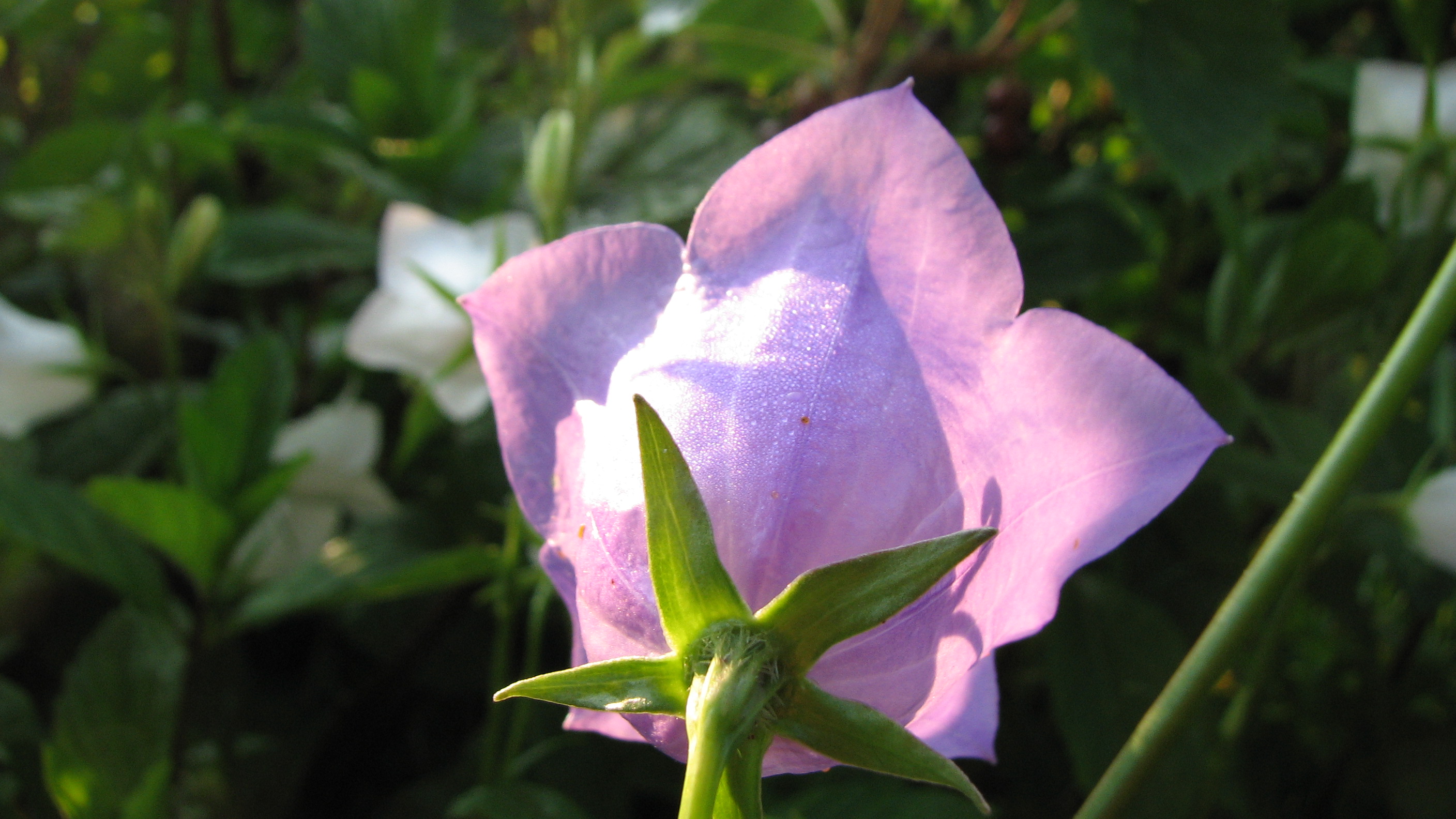 Pfirsichblättrige Glockenblume