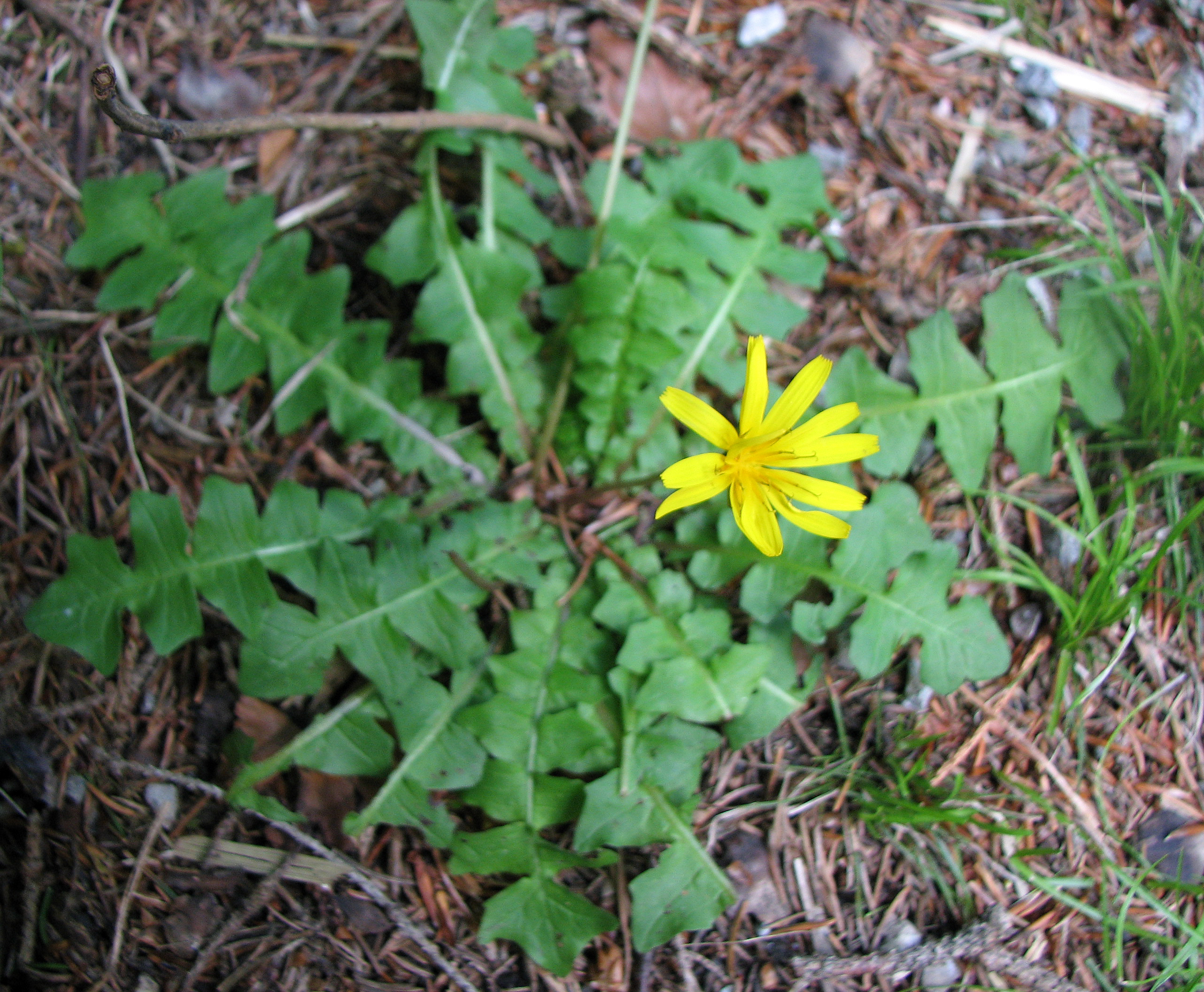 Hainsalat
