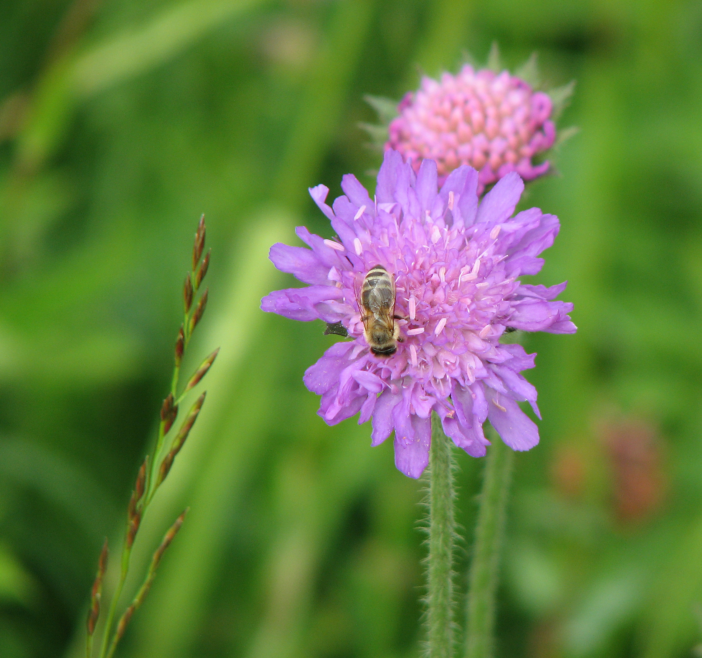 Wiesenwitwenblume