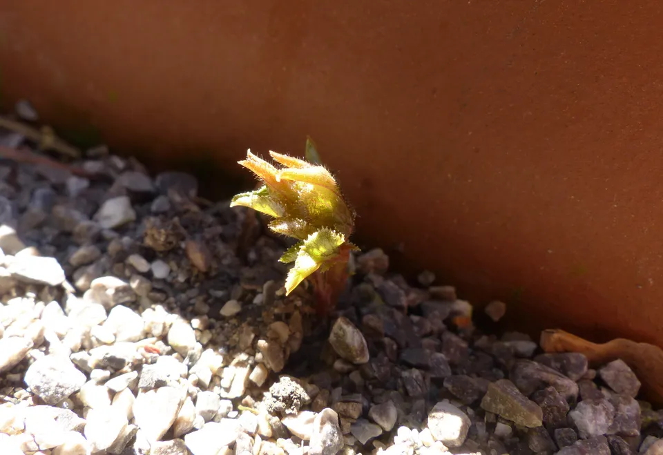 Marillenbaum aus einem Kern ziehen