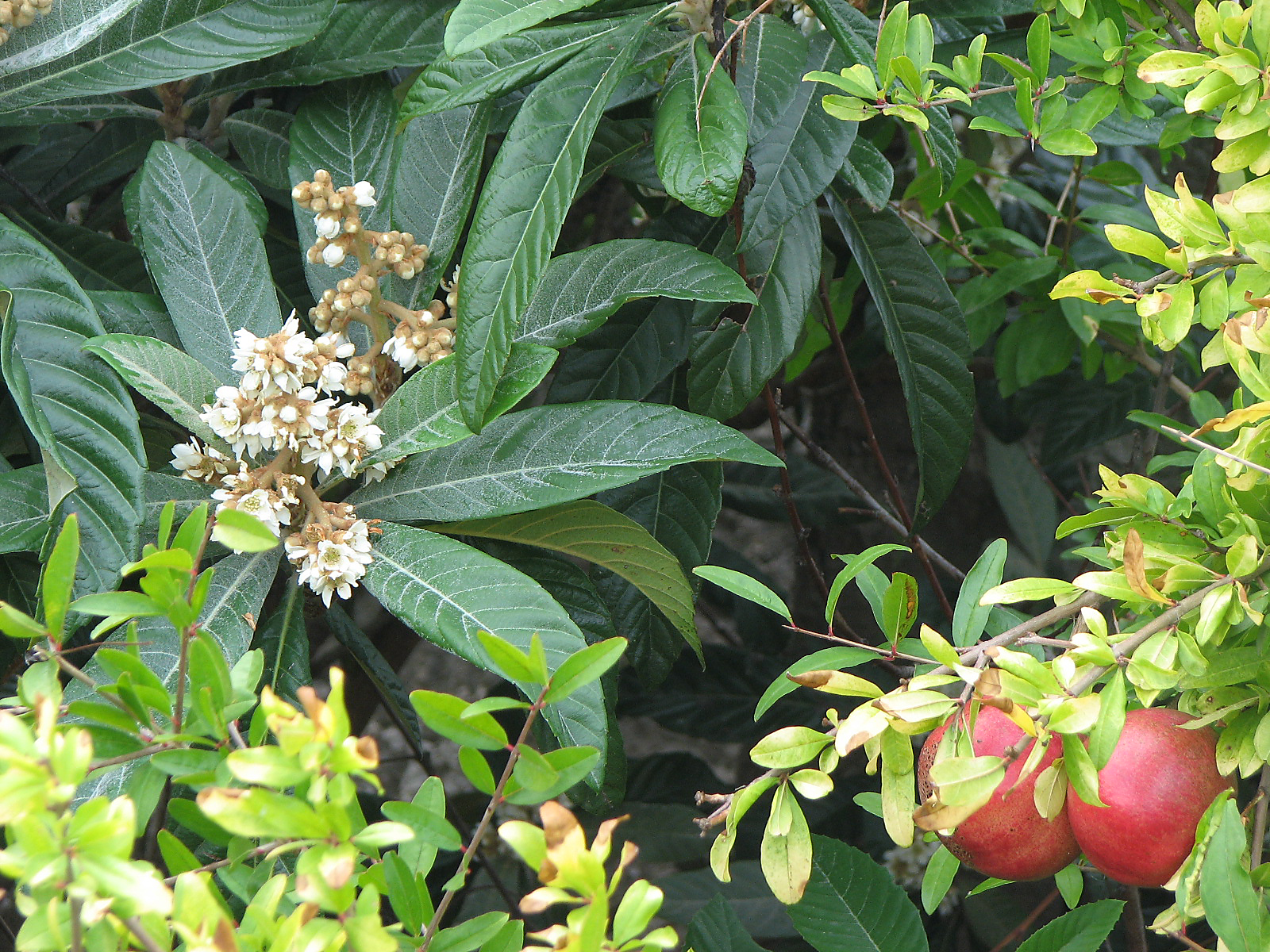 Japanische Wollmispel